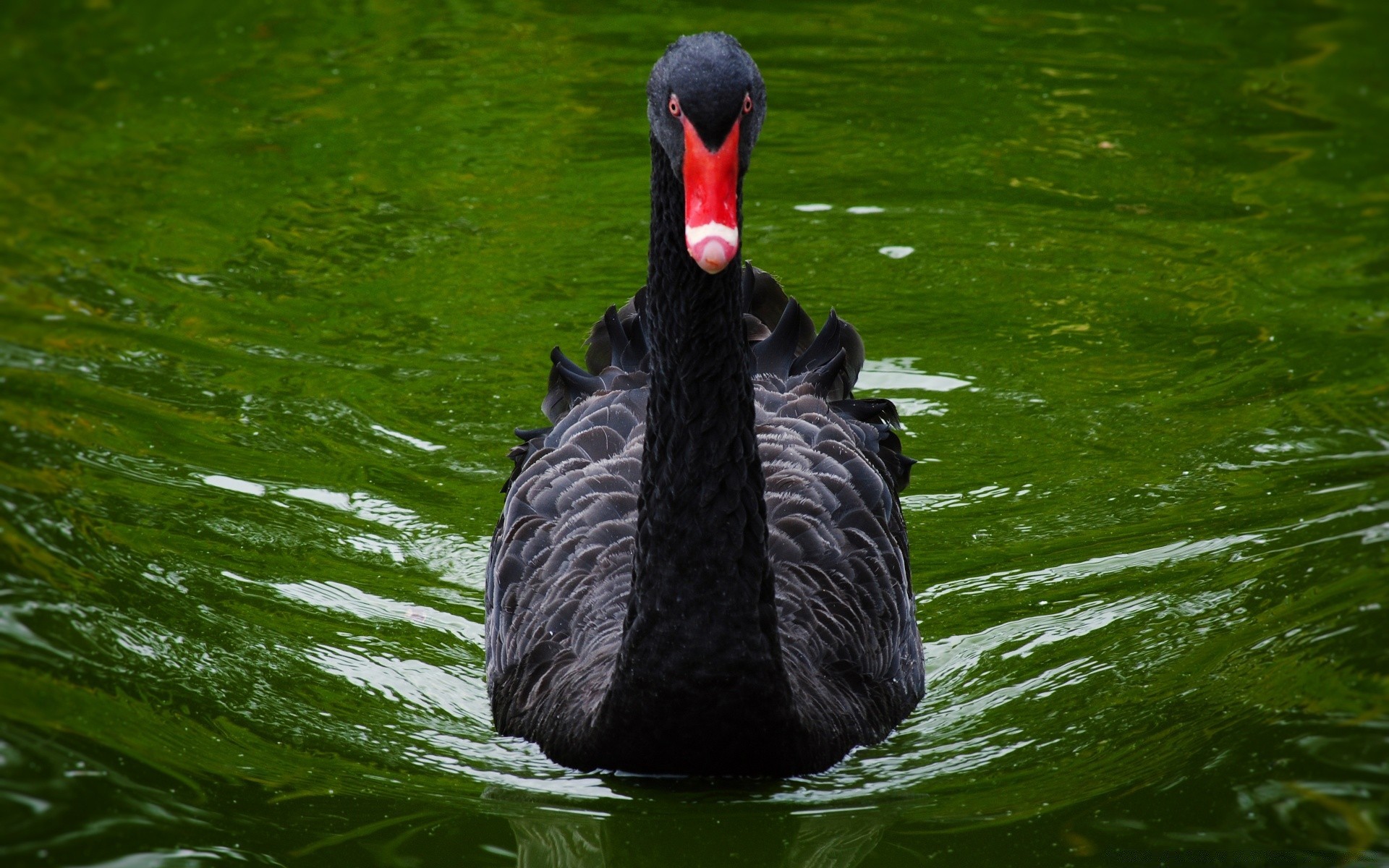 swans bird pool wildlife duck waterfowl lake swan water nature swimming river feather animal beak poultry outdoors reflection avian