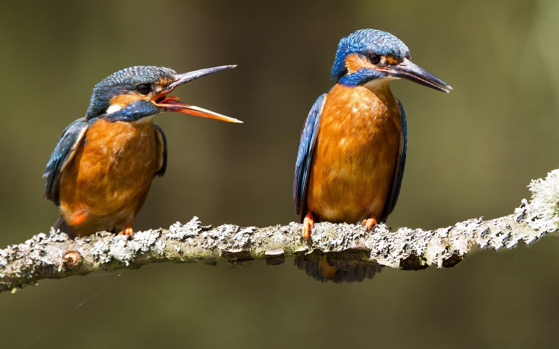 aves aves vida silvestre pico aviador naturaleza ornitología animal observación de aves salvaje pluma al aire libre ala