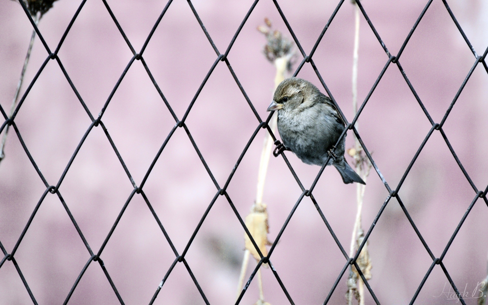 aves pássaro cerca natureza animal