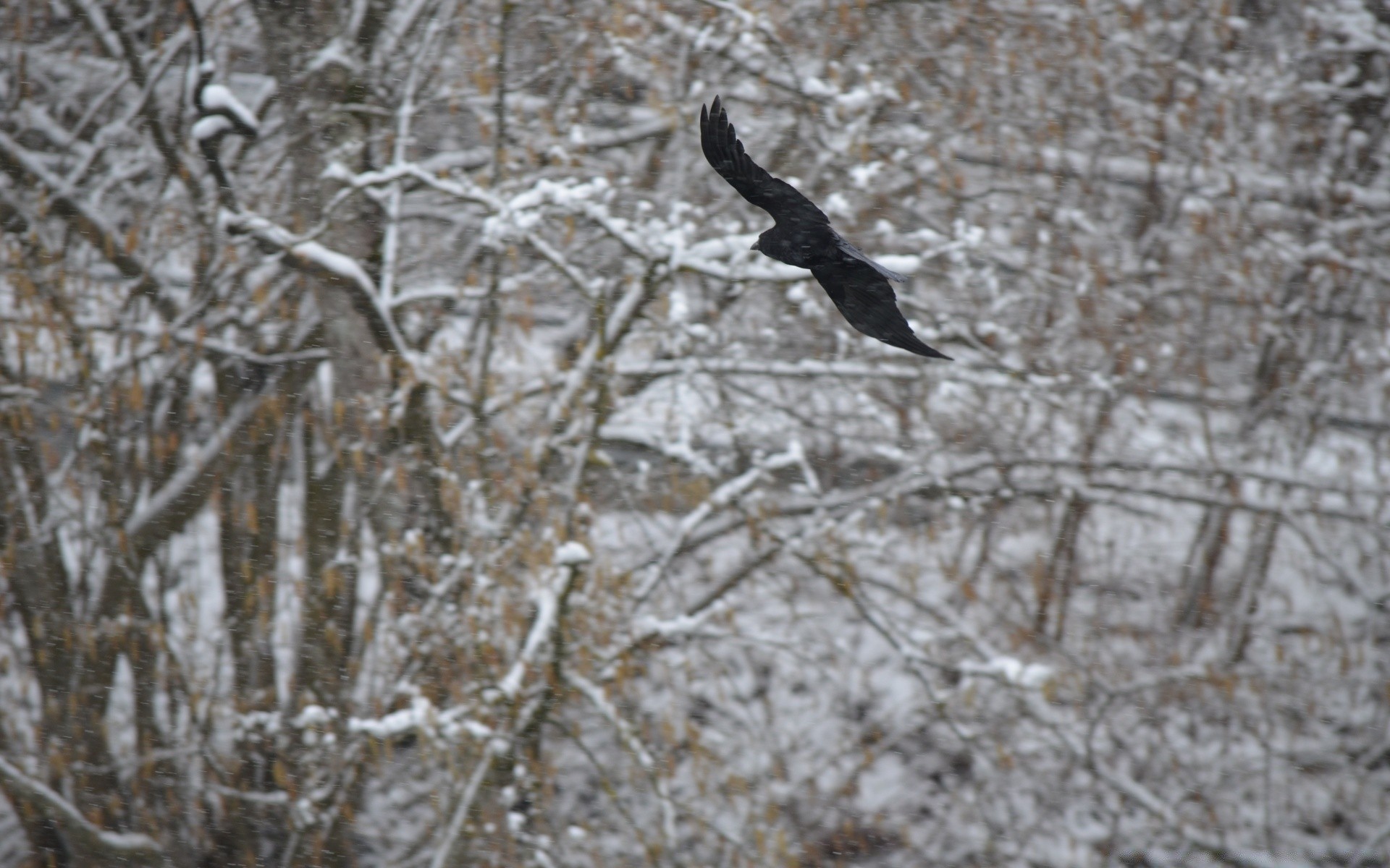 uccelli inverno neve gelo freddo natura albero uccello all aperto legno congelato stagione ghiaccio parco meteo ambiente