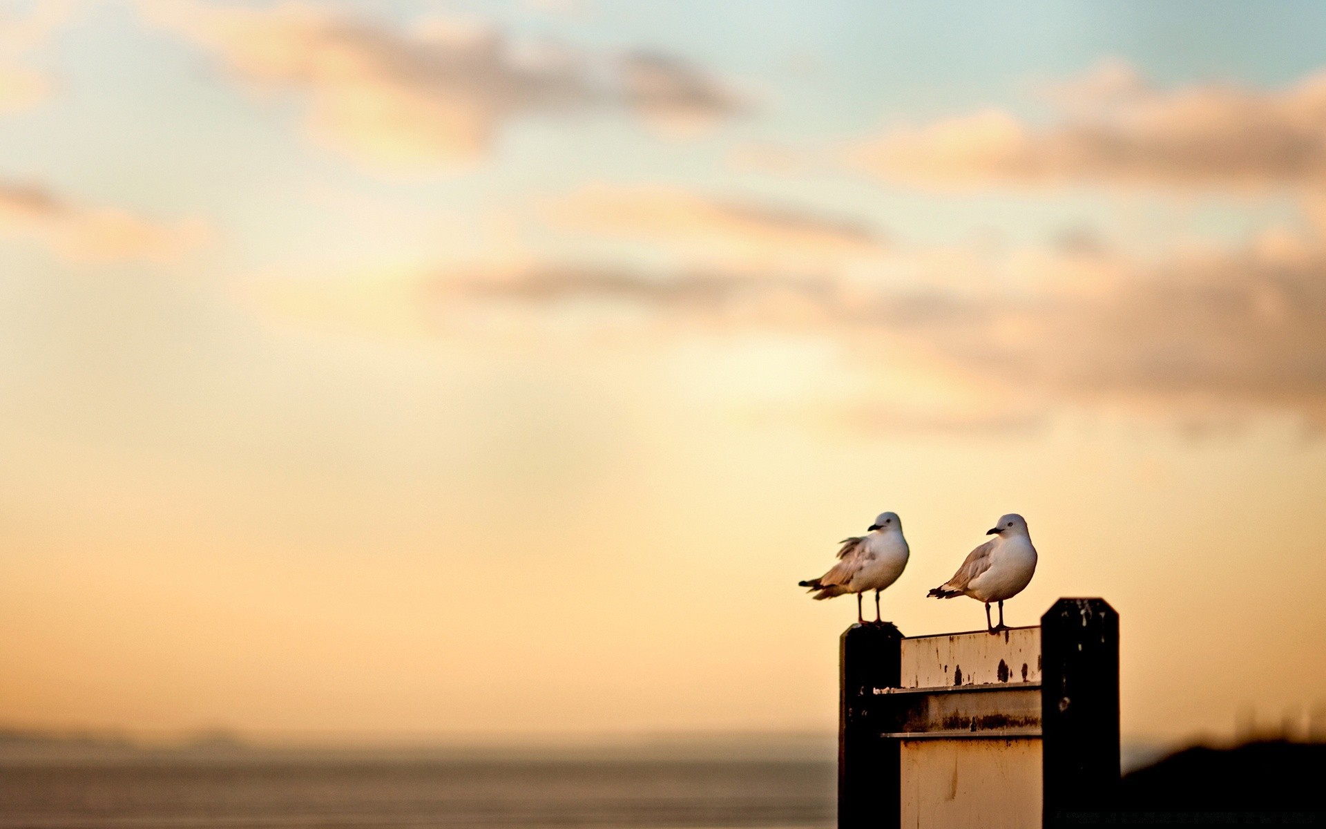 birds bird sunset water beach seagulls dawn sea sky sun ocean nature outdoors evening seashore travel fair weather dusk wildlife winter