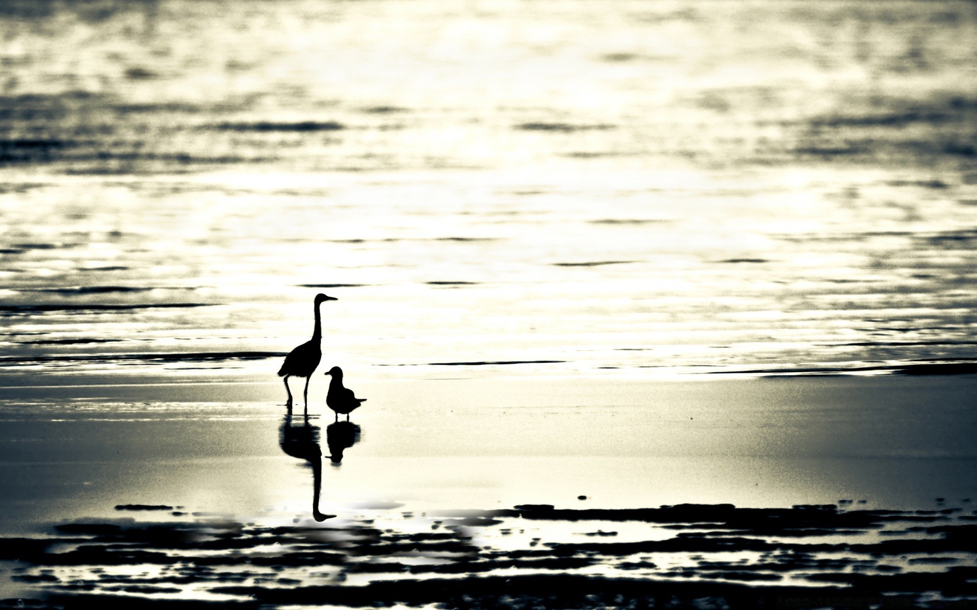 aves agua pájaro mar playa reflexión océano monocromo lago puesta de sol amanecer naturaleza mar al aire libre río ola gaviotas paisaje invierno costa