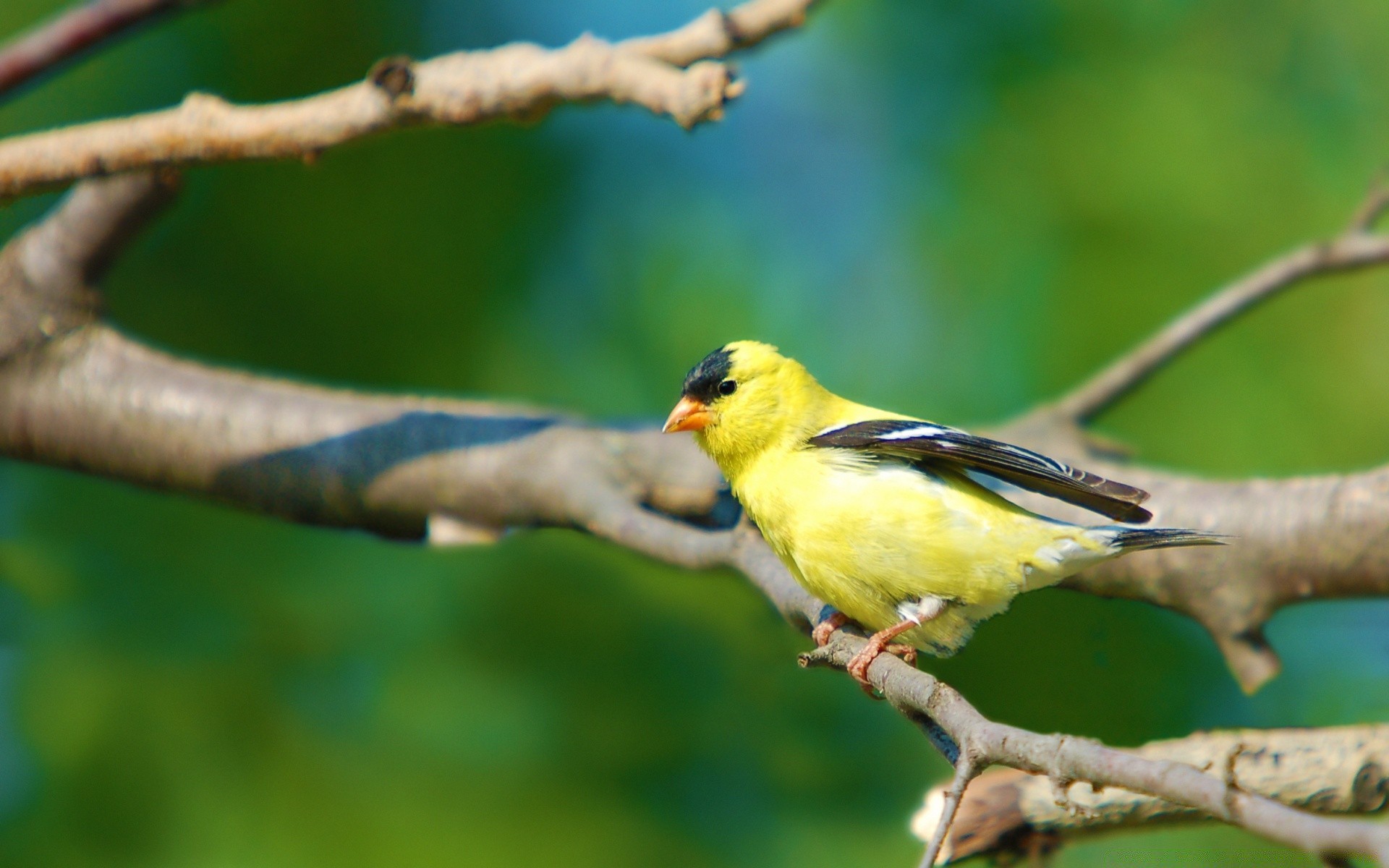 kuşlar kuş yaban hayatı doğa açık havada hayvan vahşi gaga avian küçük tropikal