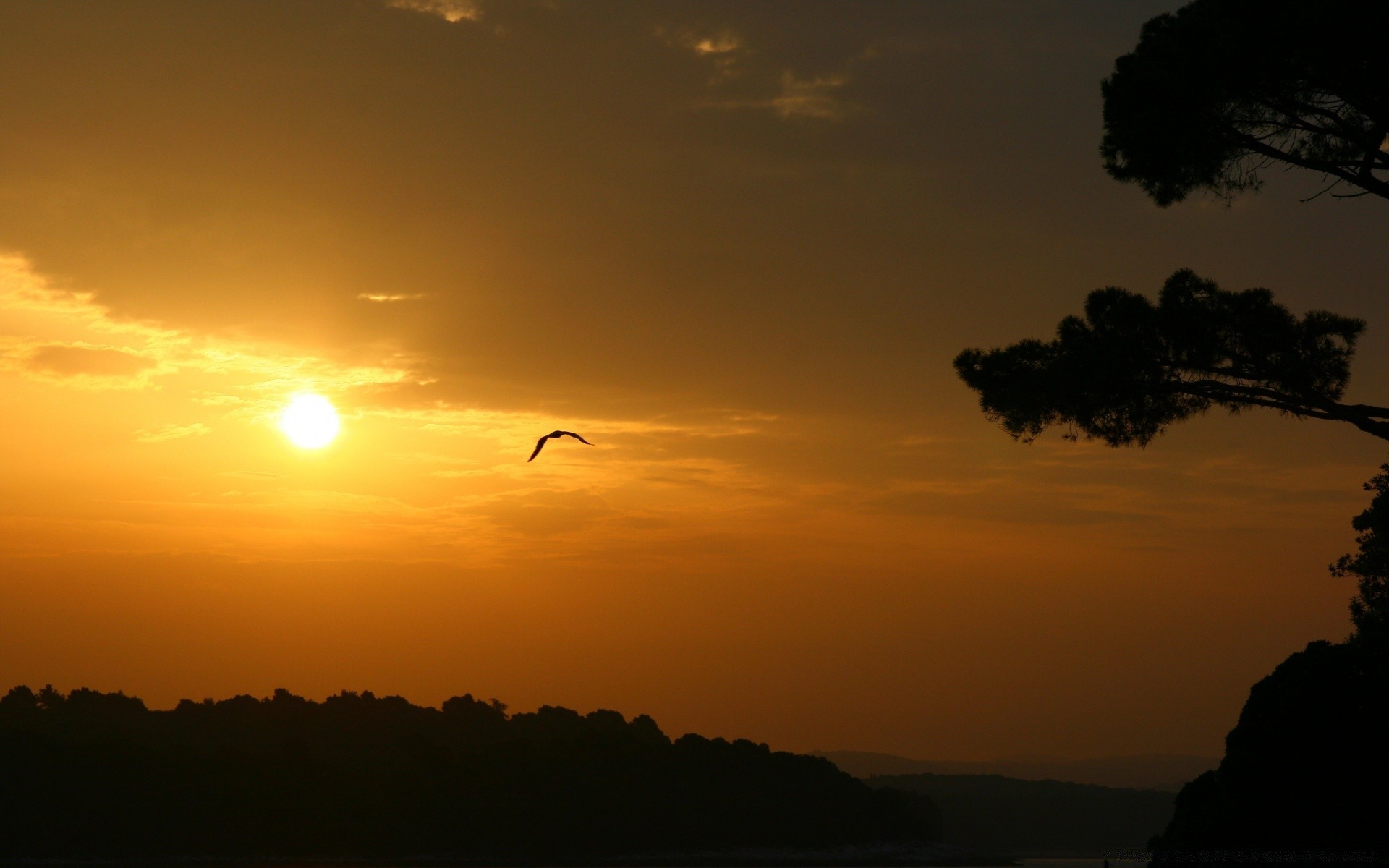 uccelli tramonto alba sera sole illuminato silhouette crepuscolo paesaggio cielo luce bel tempo all aperto