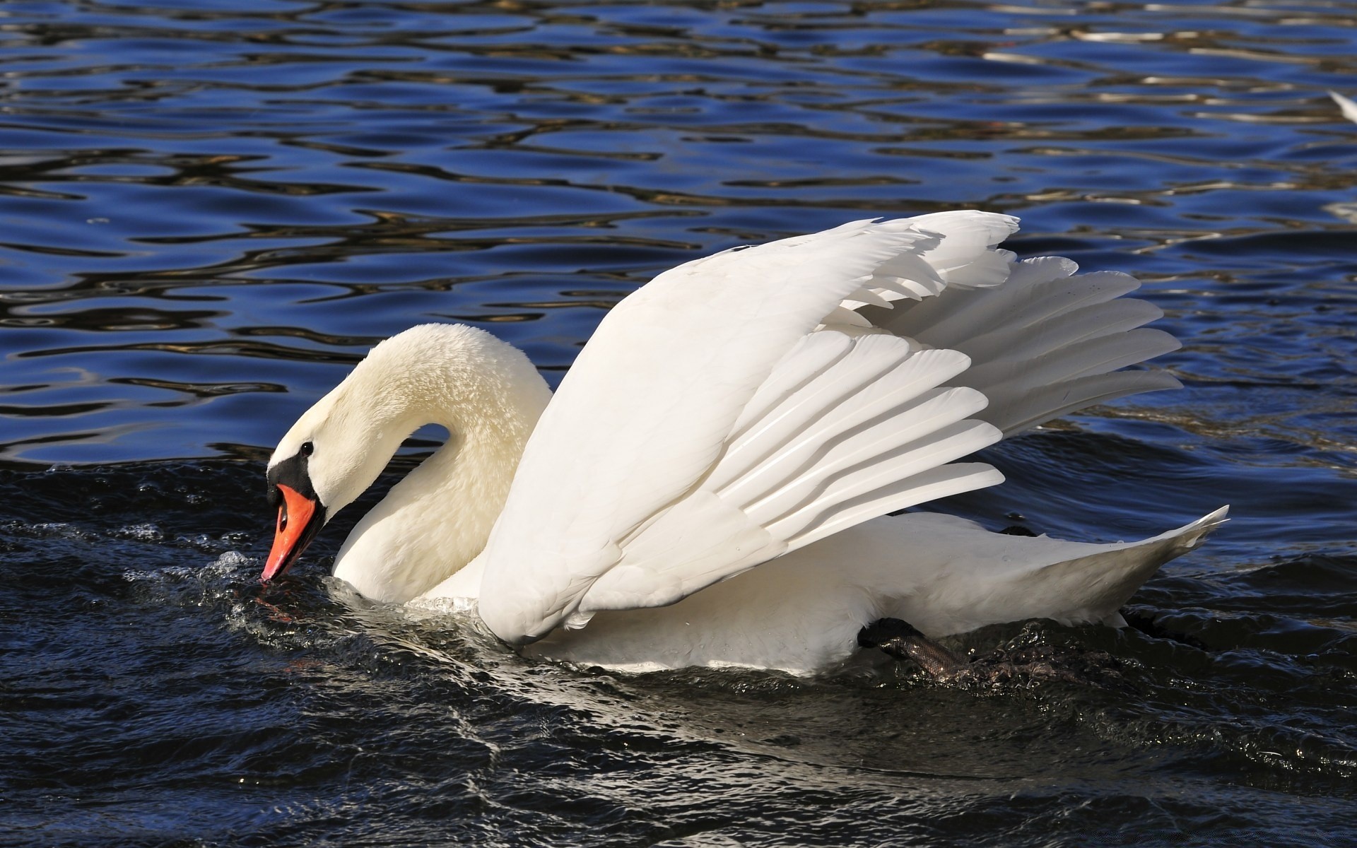 łabędzie ptak łabędź woda dzika ptactwo wodne pióro zwierzę jezioro natura dziób mewy ptaki kaczka pływanie gęś skrzydło