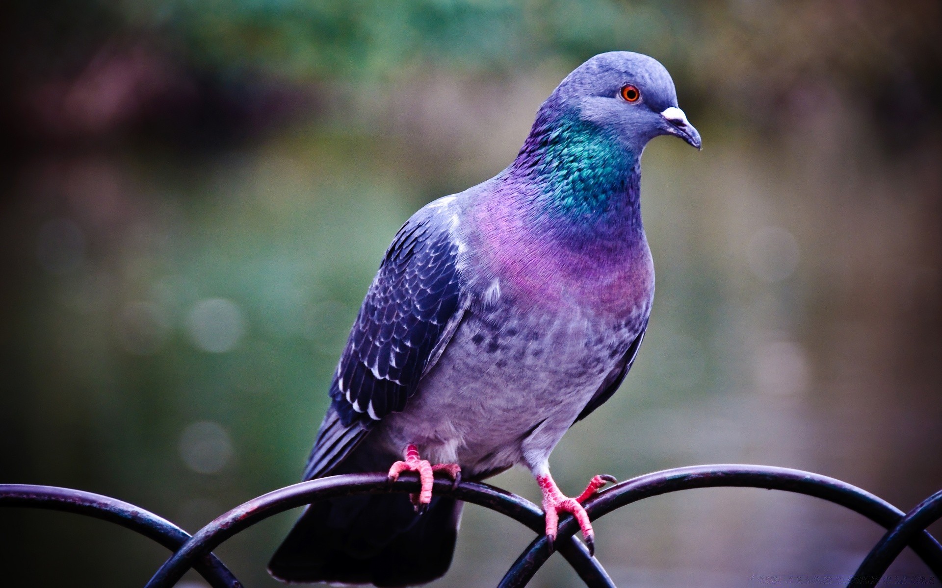 pigeon oiseau nature faune pigeon à l extérieur animal sauvage