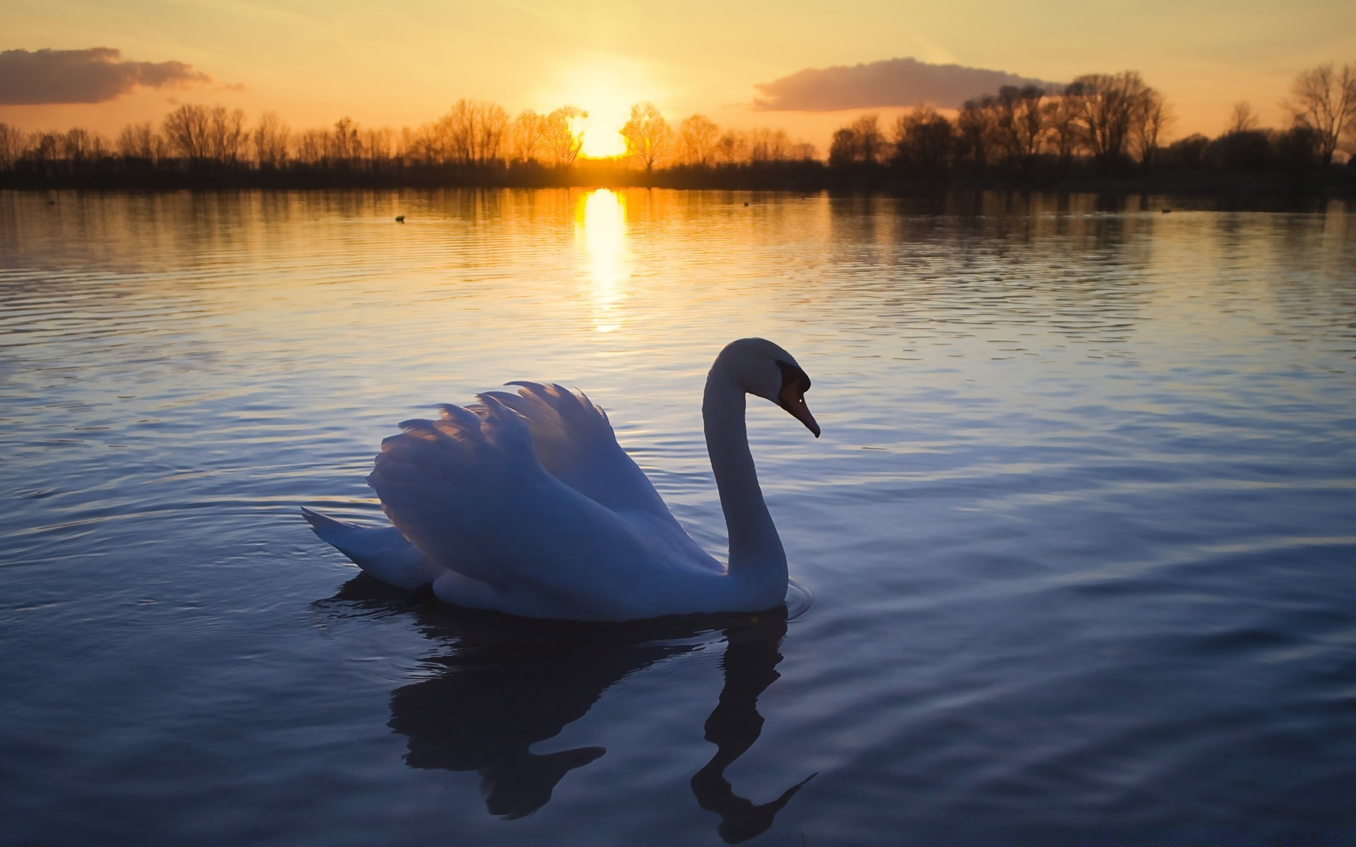 cygnes lac réflexion eau aube cygne coucher de soleil nature rivière piscine paysage en plein air hiver