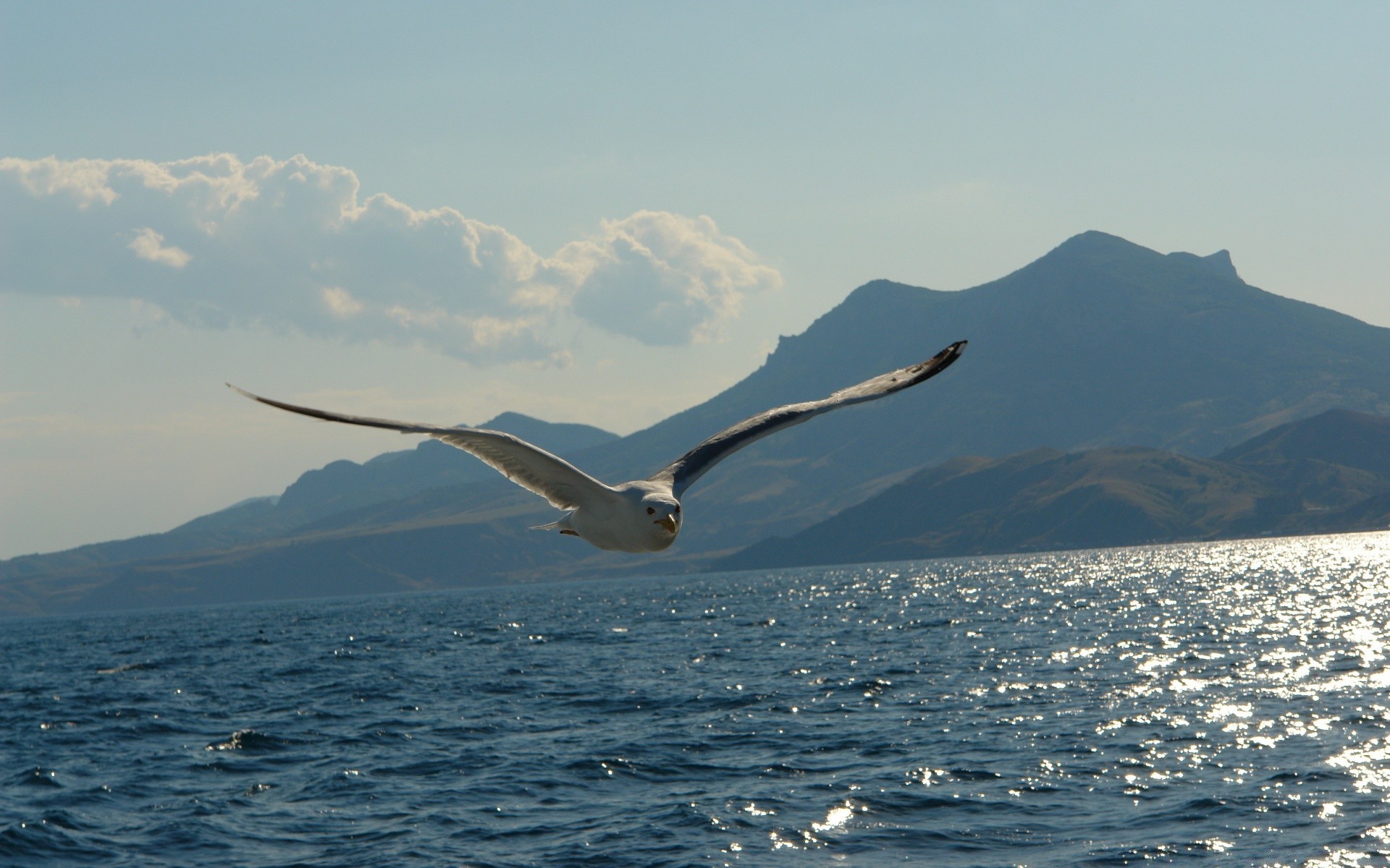 mouette oiseau eau mer nature océan à l extérieur voyage neige mouette paysage ciel mer hiver givré lac lumière du jour montagnes