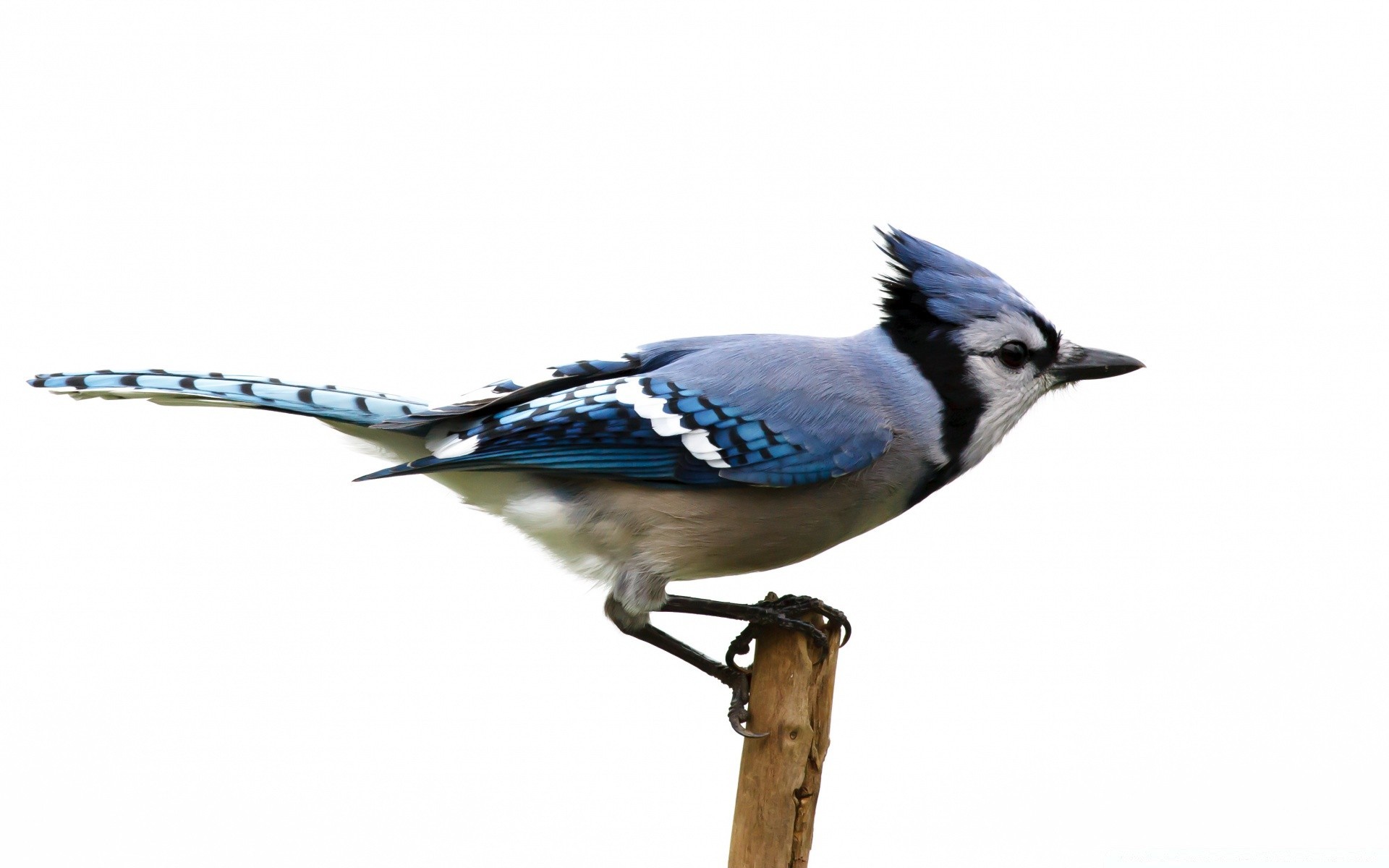 aves vida selvagem pássaro animal natureza sozinho selvagem