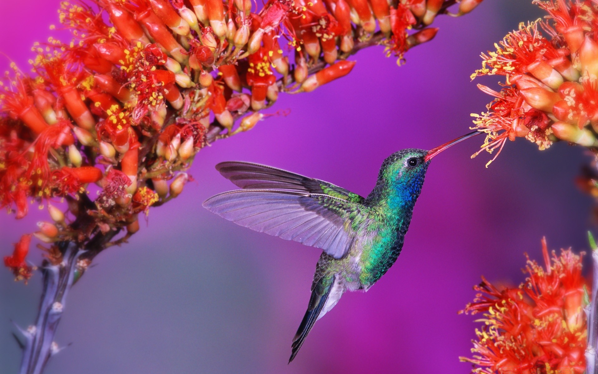 birds nature flower outdoors flora bright leaf summer wild garden color