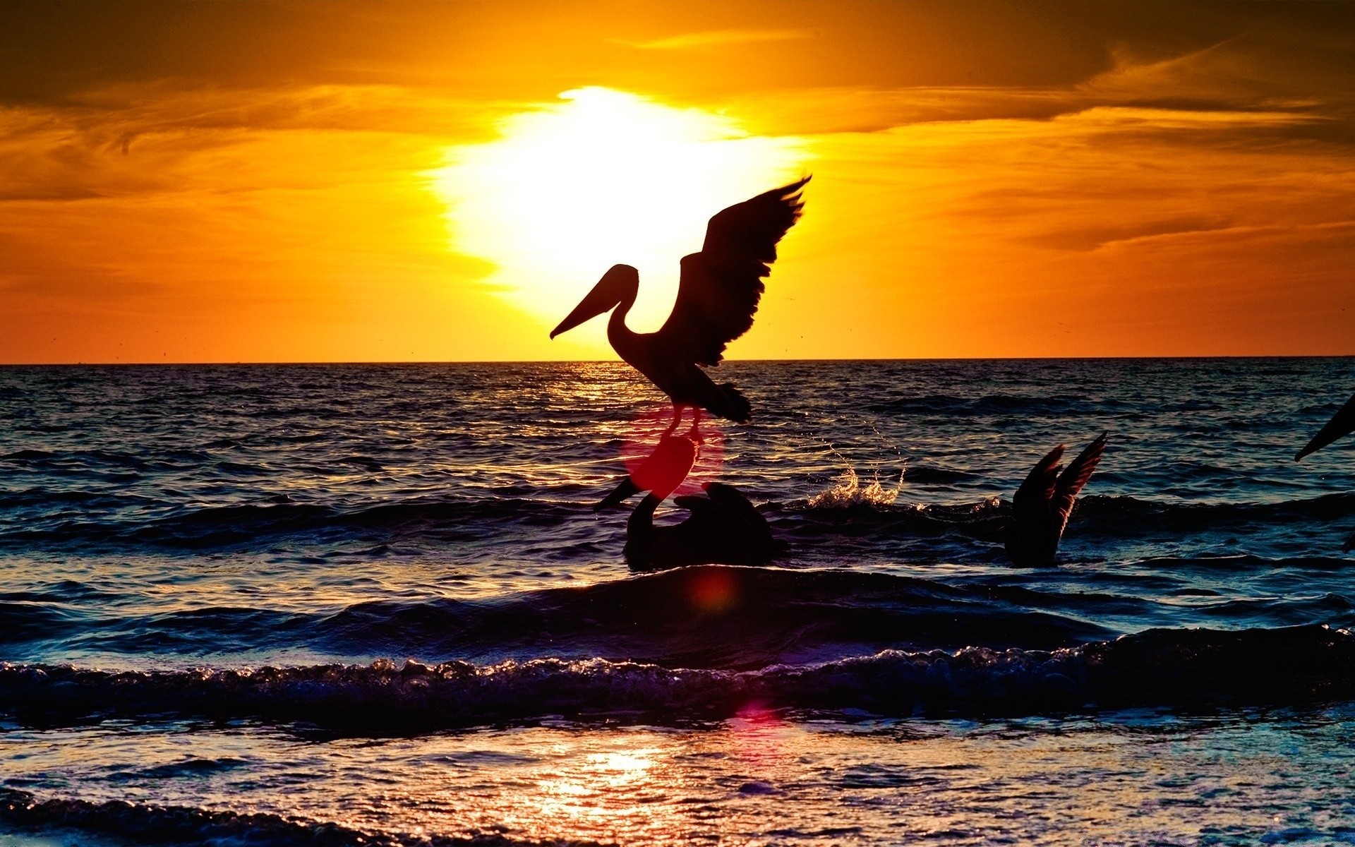 birds sunset sea water ocean sun beach wave dawn summer silhouette dusk surf sky seashore nature