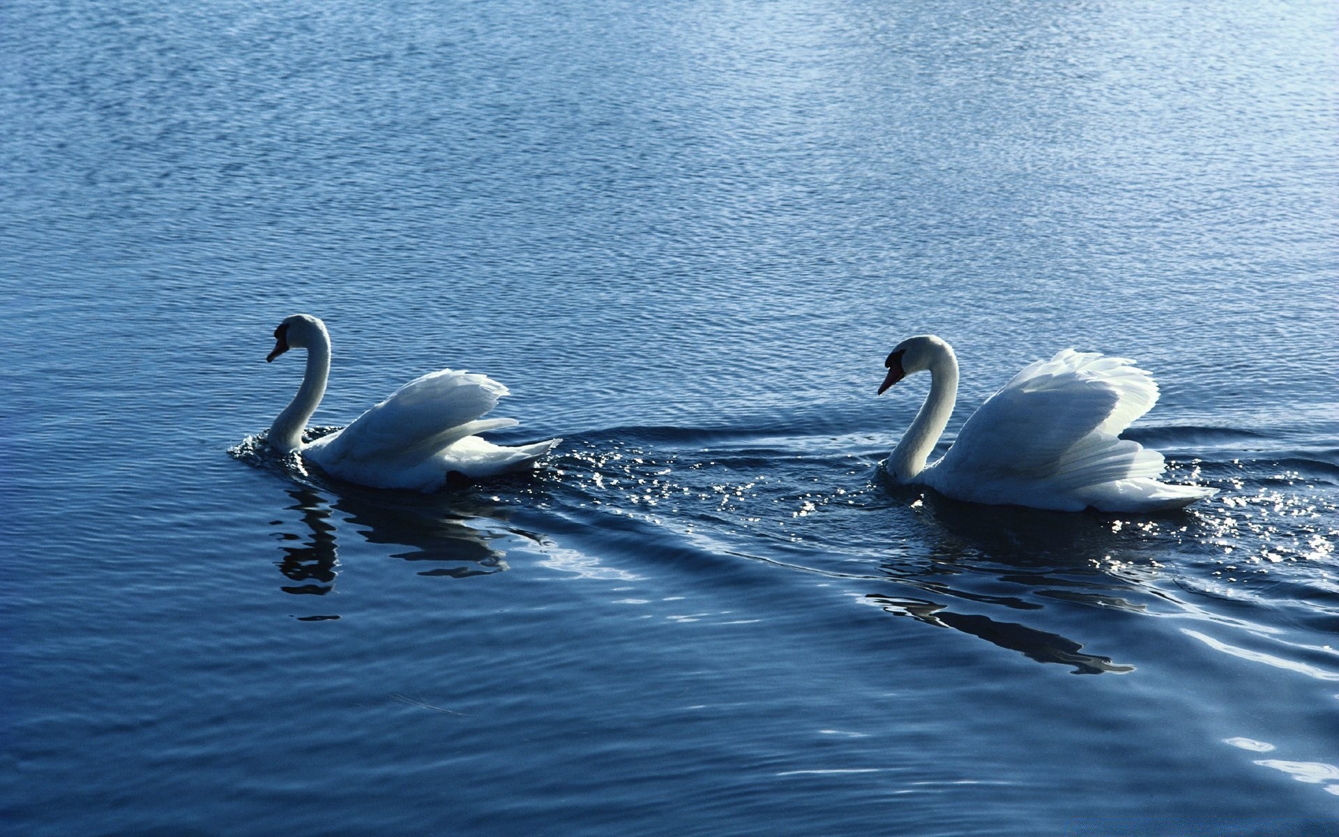 cygnes cygne eau oiseau lac nature natation réflexion sauvagine piscine plume à l extérieur la faune sang-froid belle cou oiseaux été