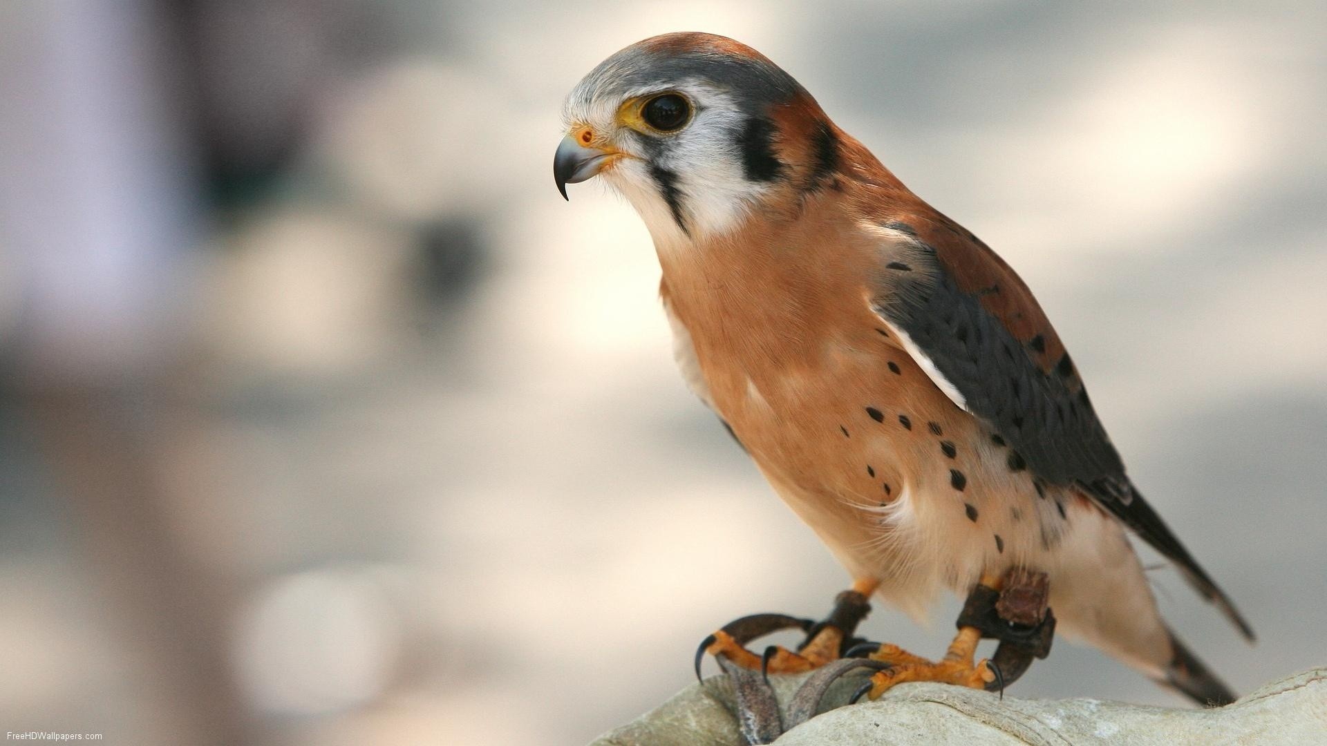 aves de rapina pássaro vida selvagem natureza raptor animal falcão selvagem sozinho ao ar livre