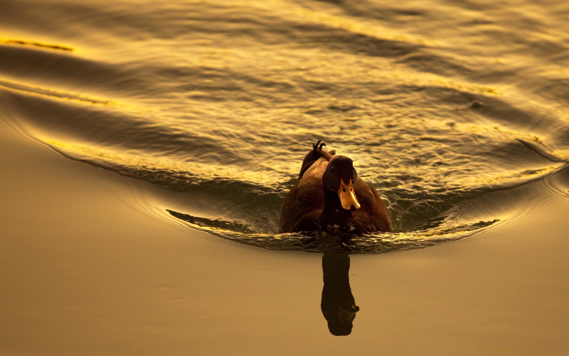 ente wasser strand sonnenuntergang ozean meer dämmerung reflexion abend meer see aktion sonne