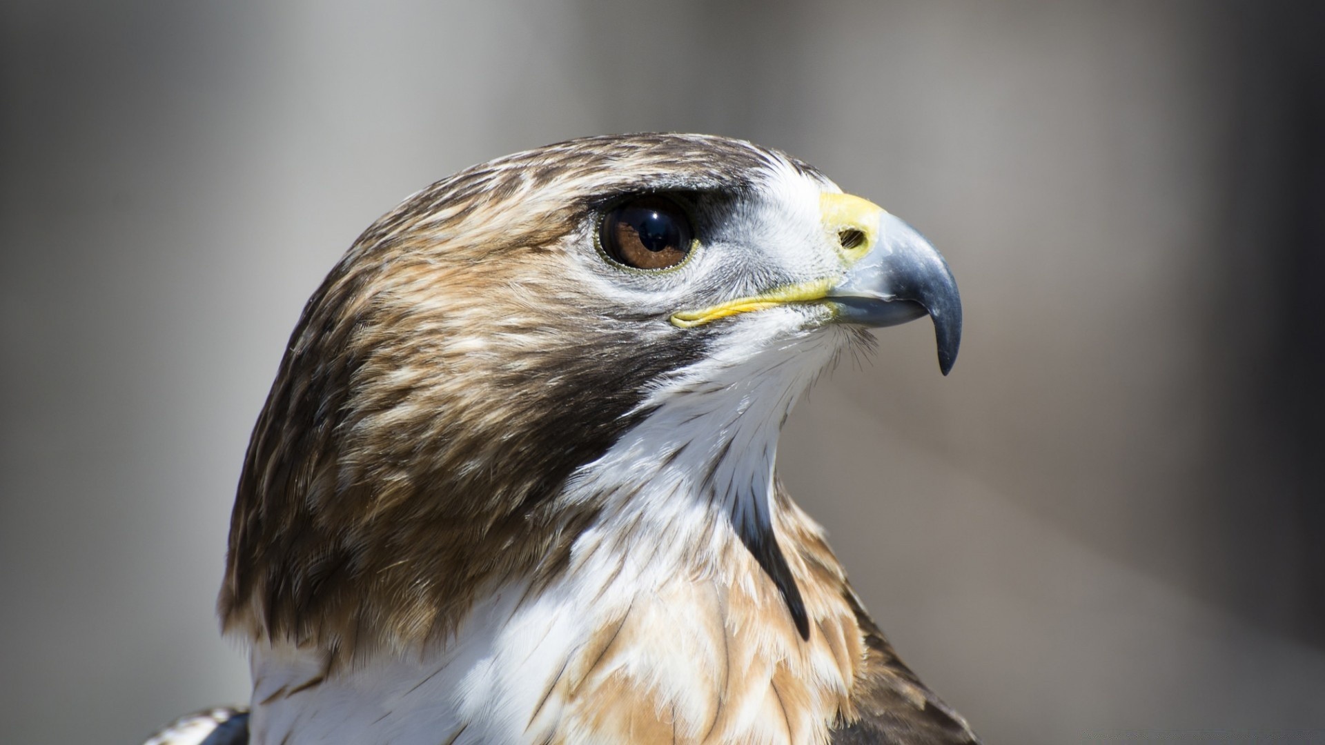 rapace rapace oiseau faune aigle proie faucon fauconnerie portrait prédateur animal chasseur nature bec vol avian oeil plume cerf-volant