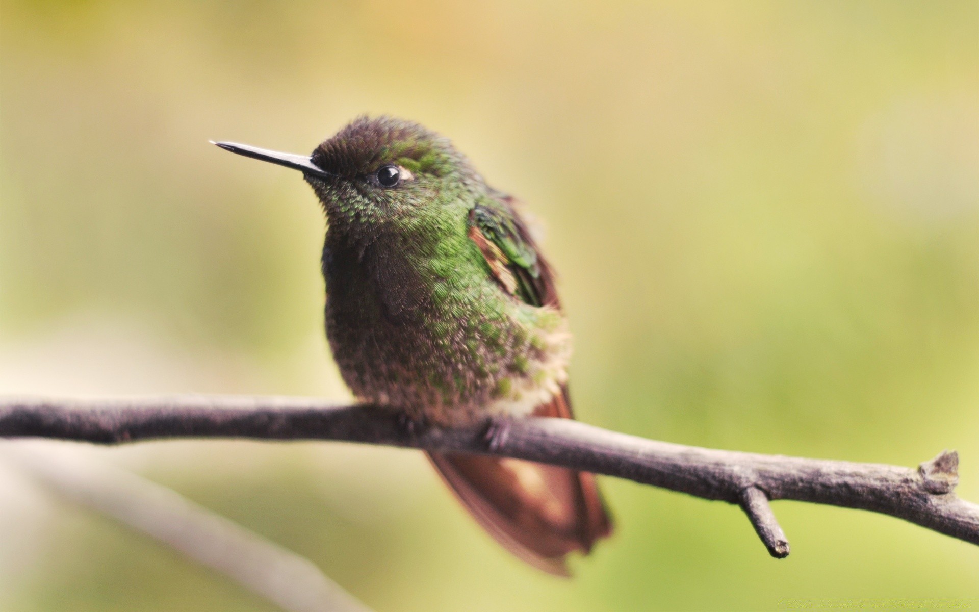 aves pássaro vida selvagem natureza animal avian beija-flor ao ar livre selvagem bico asa pequeno