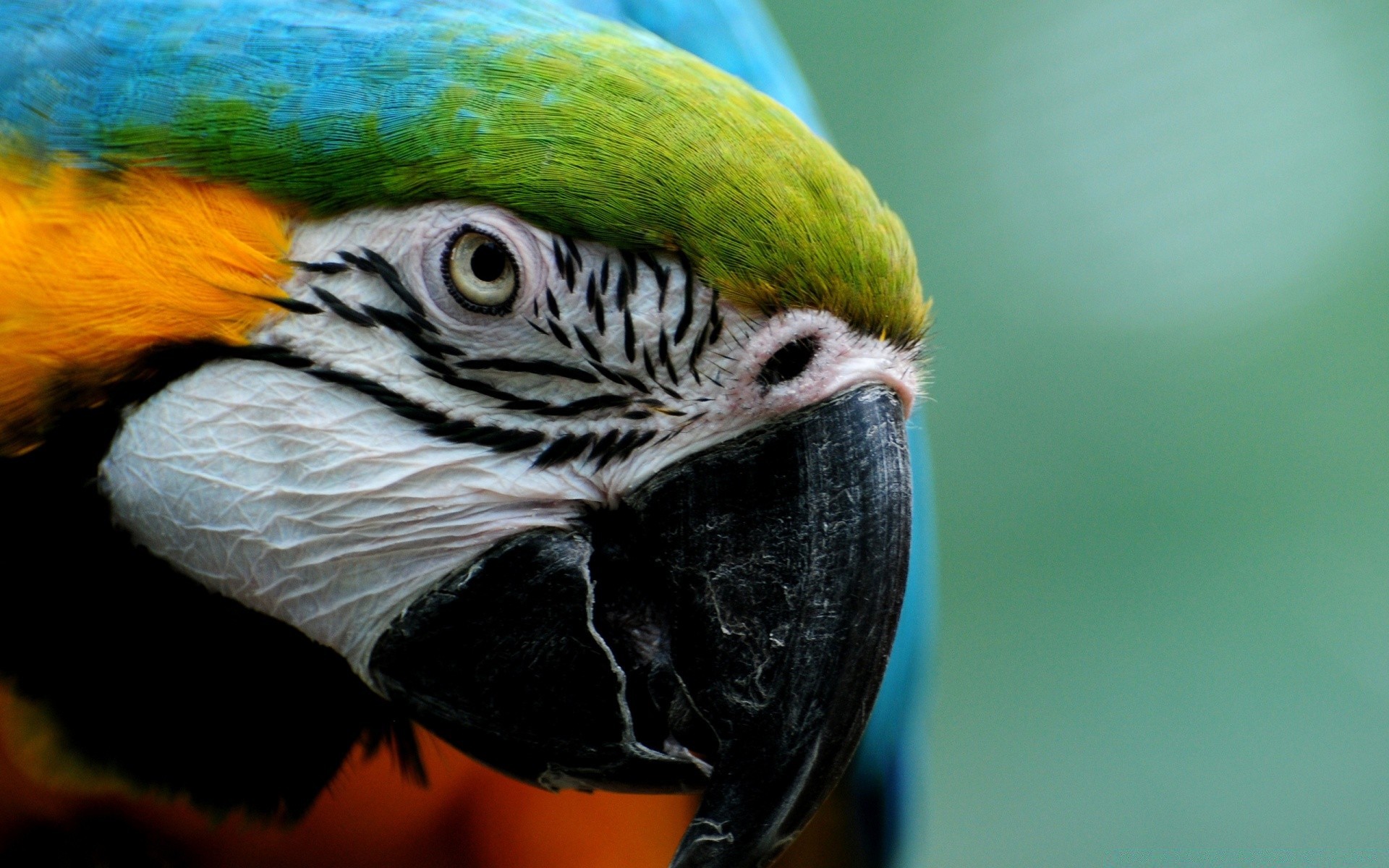 papagei vogel tierwelt zoo tier tropisch schnabel haustier natur ara feder avian exotisch porträt wild farbe