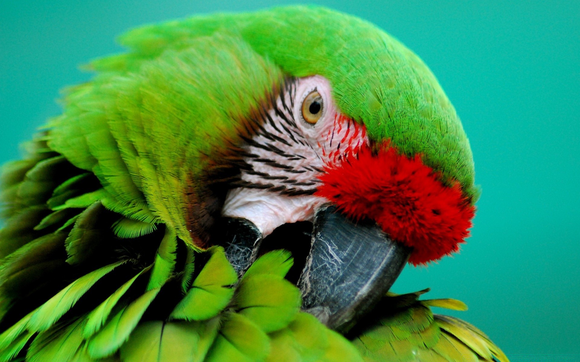 parrot bird nature tropical wildlife color animal exotic