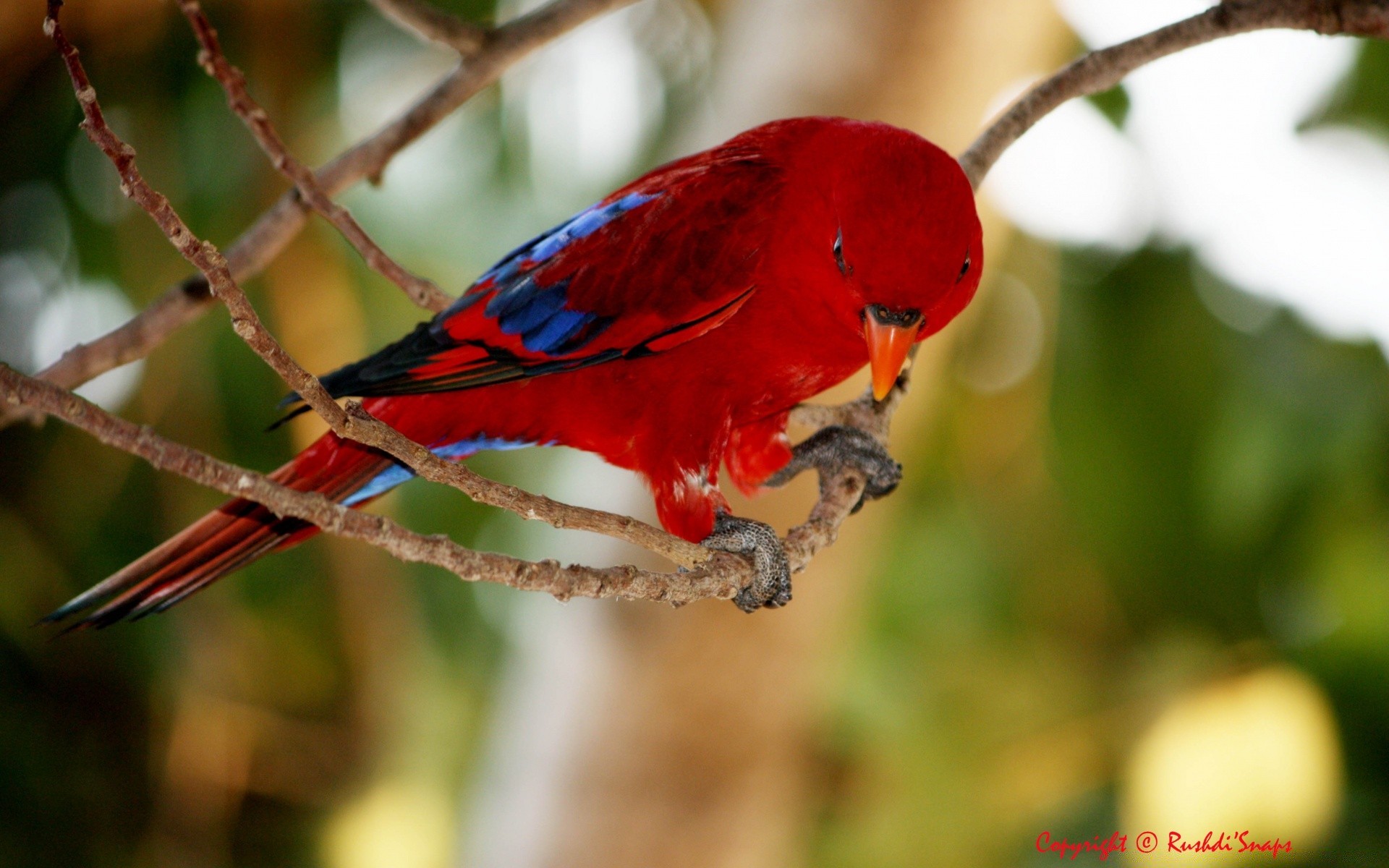 loro pájaro vida silvestre naturaleza al aire libre tropical salvaje pico aviano pequeño pluma ala animal