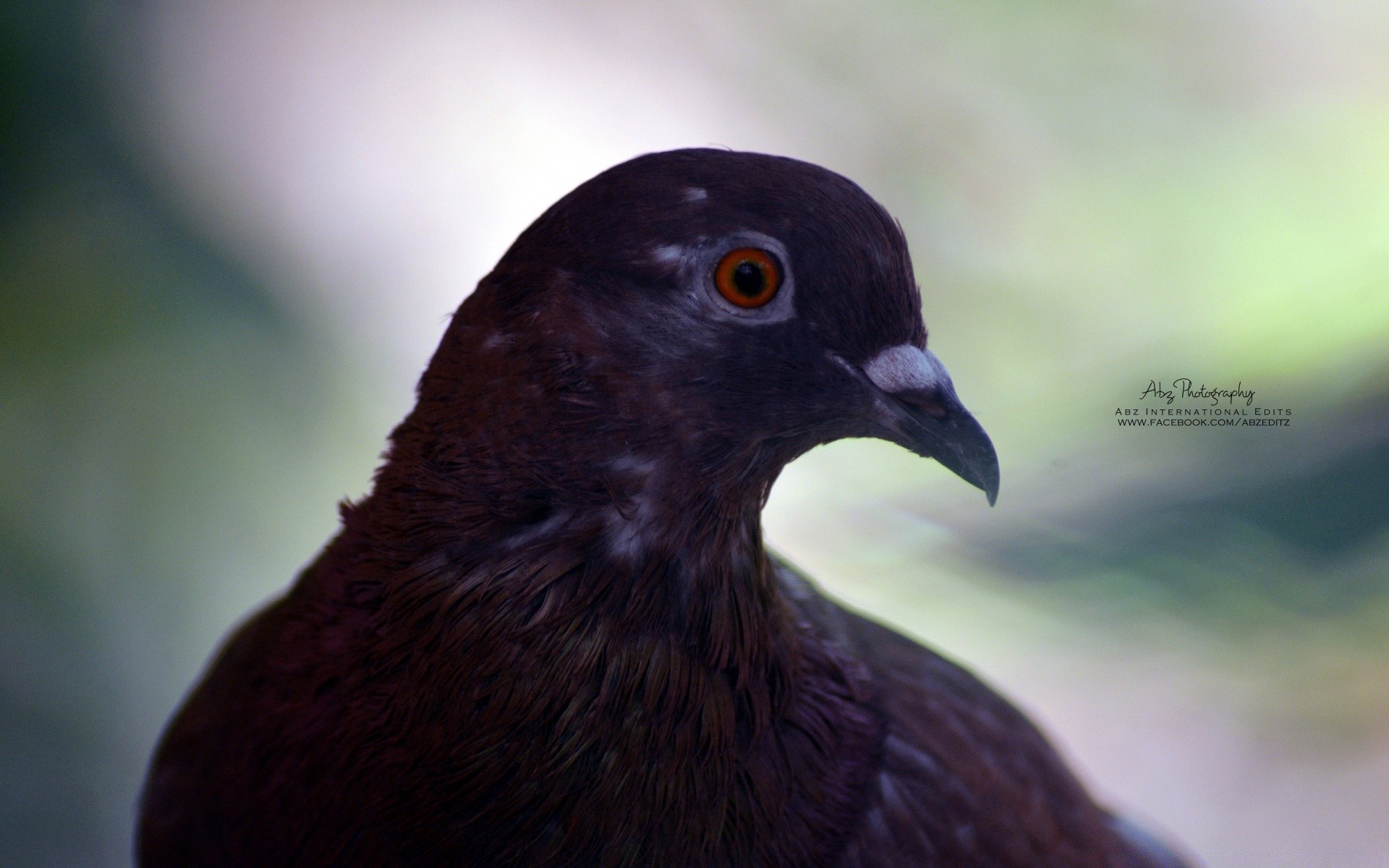 birds bird wildlife outdoors nature one side view blur