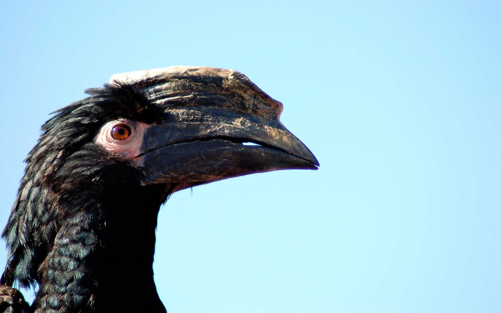 vögel vogel tierwelt natur porträt ein raptor im freien tier