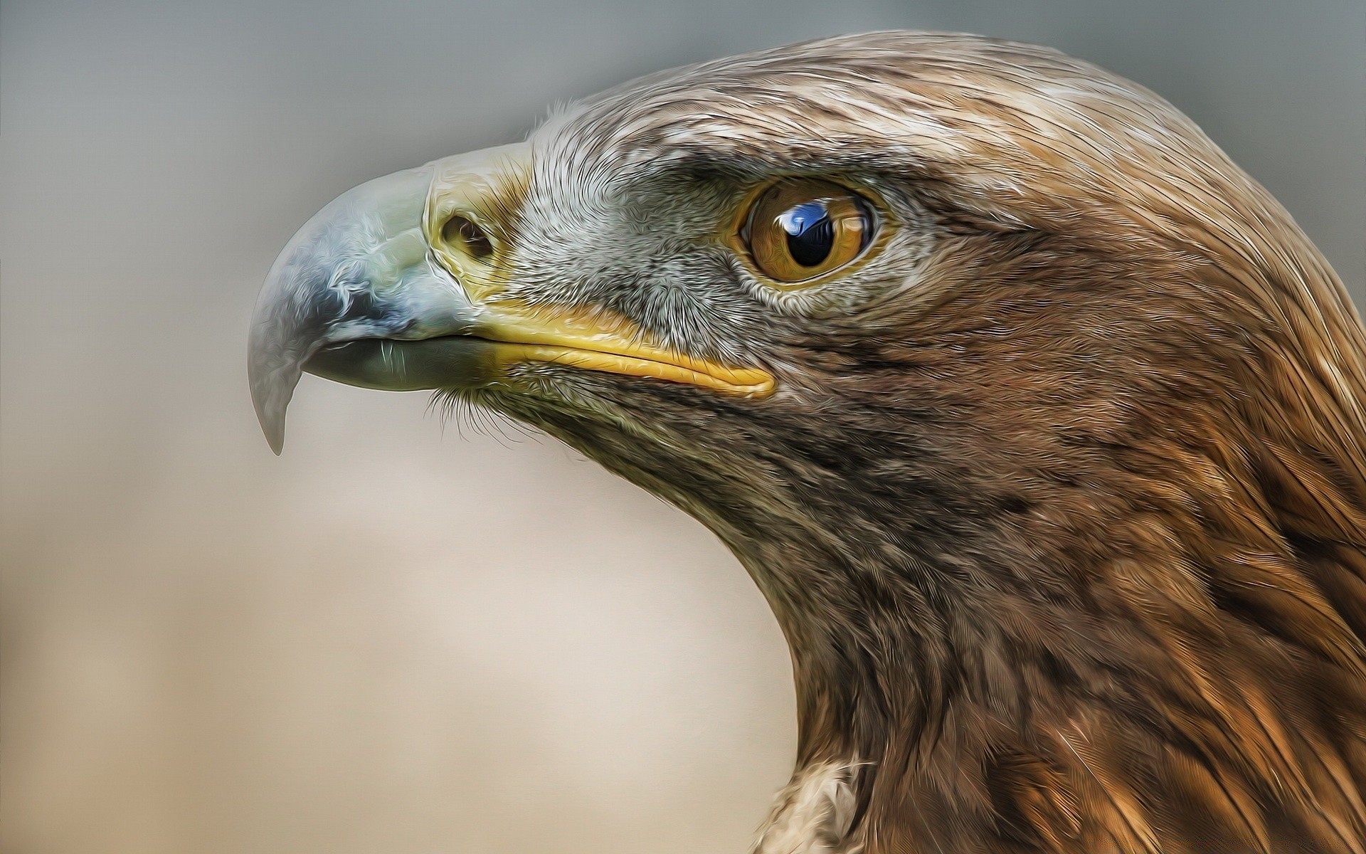 aigle raptor oiseau faune faucon proie faucon fauconnerie prédateur majestueux pygargue à tête blanche bec chasseur chauve plume oeil portrait cerf-volant animal