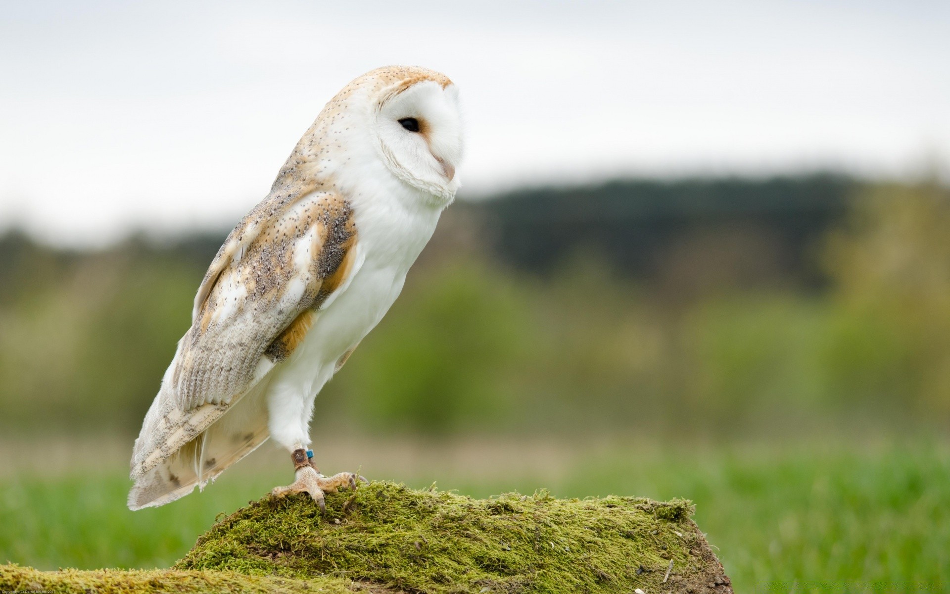 birds wildlife bird nature animal raptor owl outdoors grass prey looking