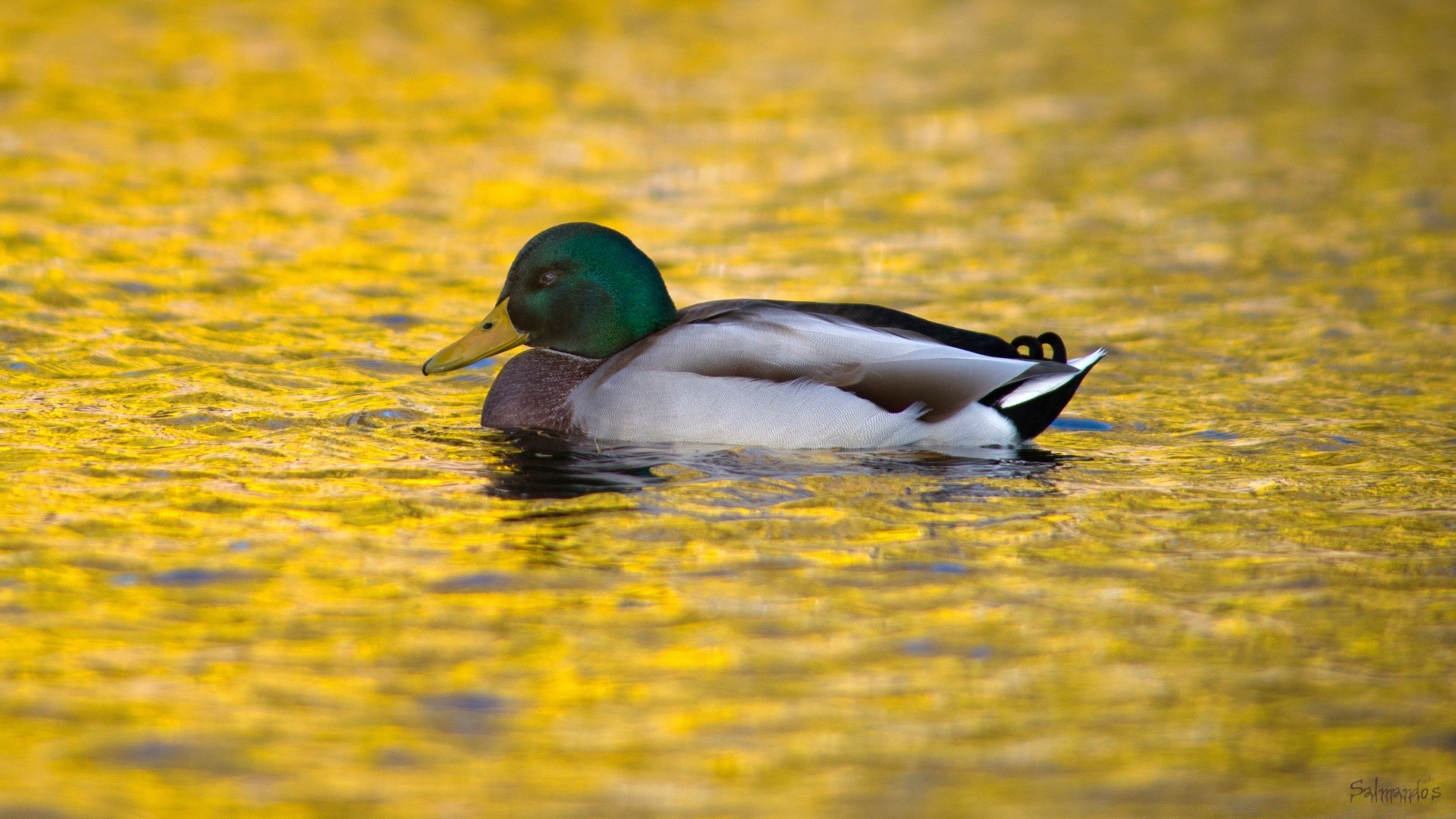 ente vogel wasservögel wasser see vögel tierwelt stockente schwimmen schwimmbad natur gans reflexion im freien