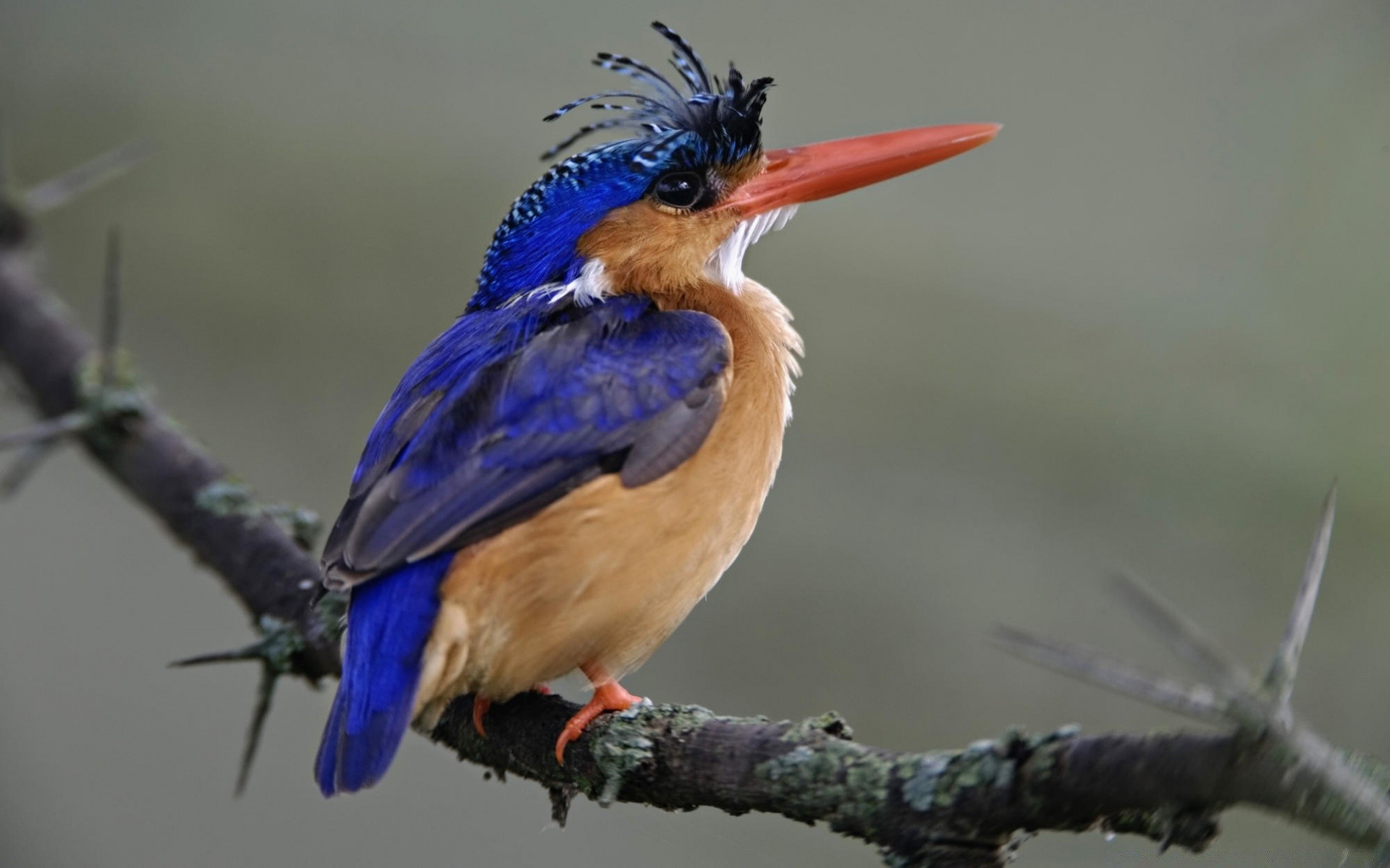 ptaki ptak dzika przyroda natura avian dziób zwierzę światło dzienne dziki