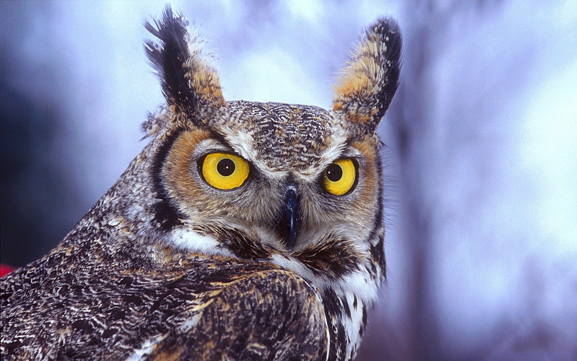 owl nature animal wildlife bird portrait raptor wild eye feather head beak outdoors