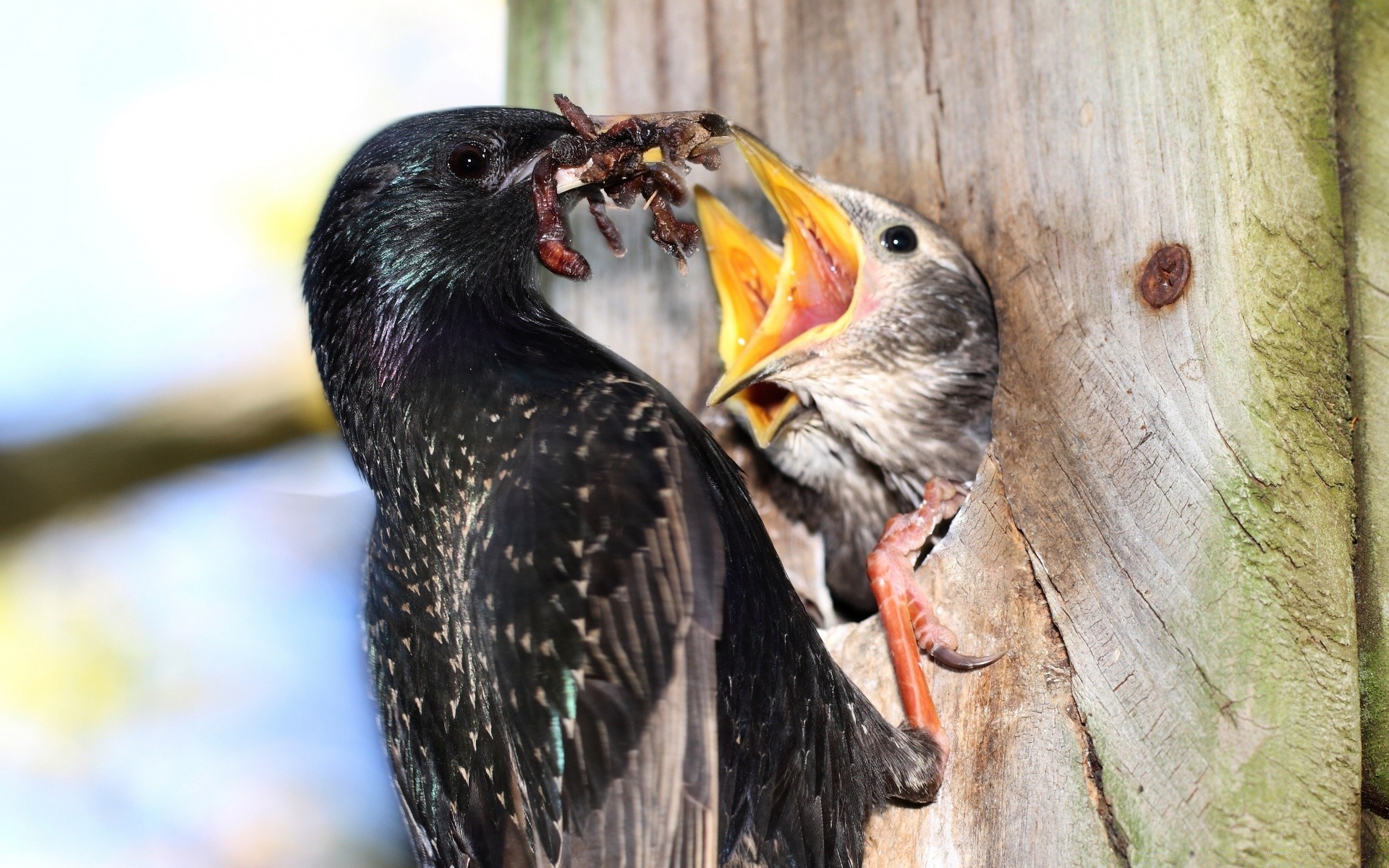 poussins oiseau la faune nature animal sauvage à l extérieur bec