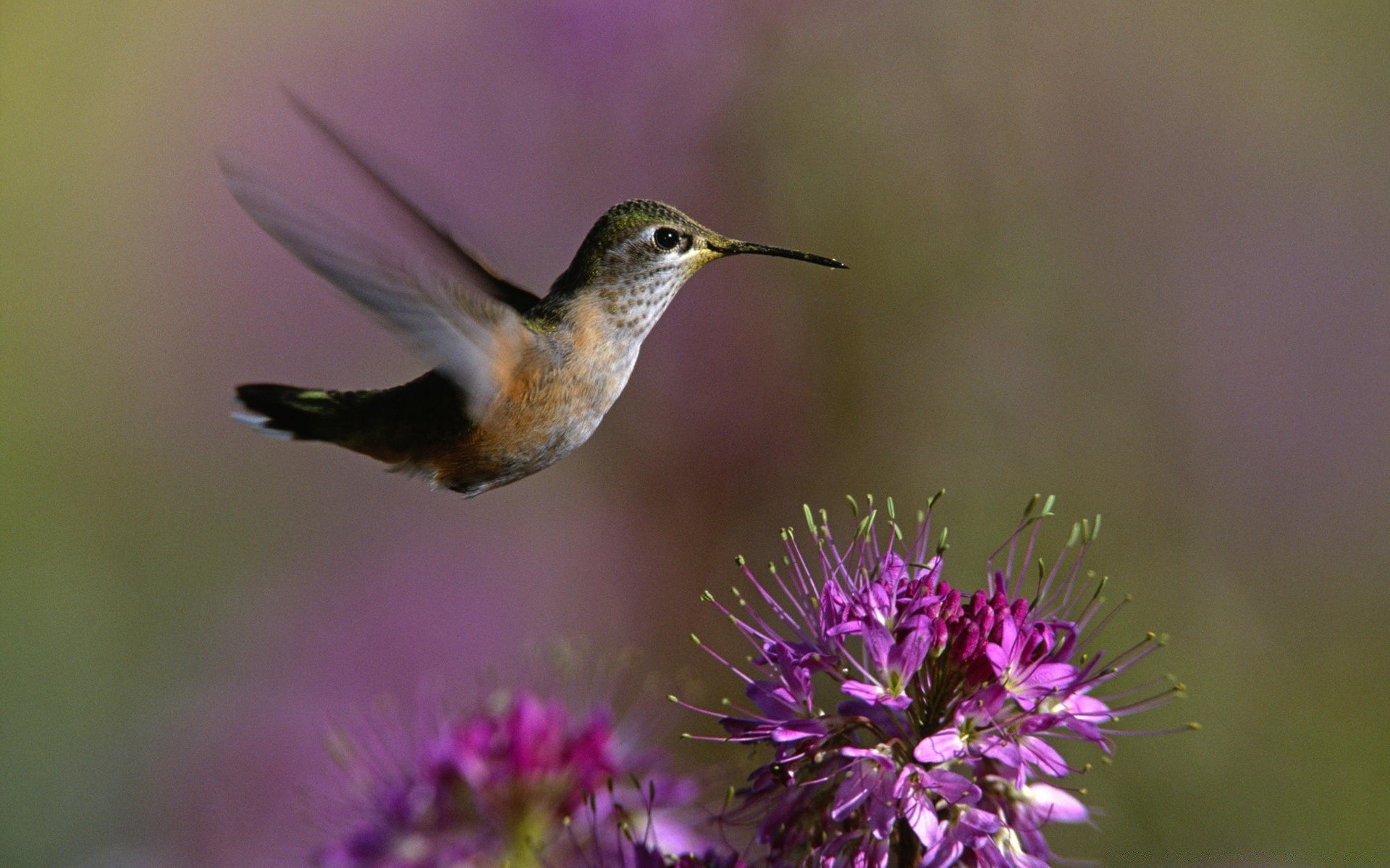 birds nature flower outdoors wild hummingbird bird wildlife