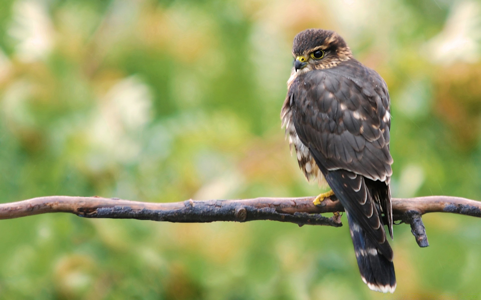 kuşlar kuş yaban hayatı doğa açık havada vahşi hayvan raptor gaga avian