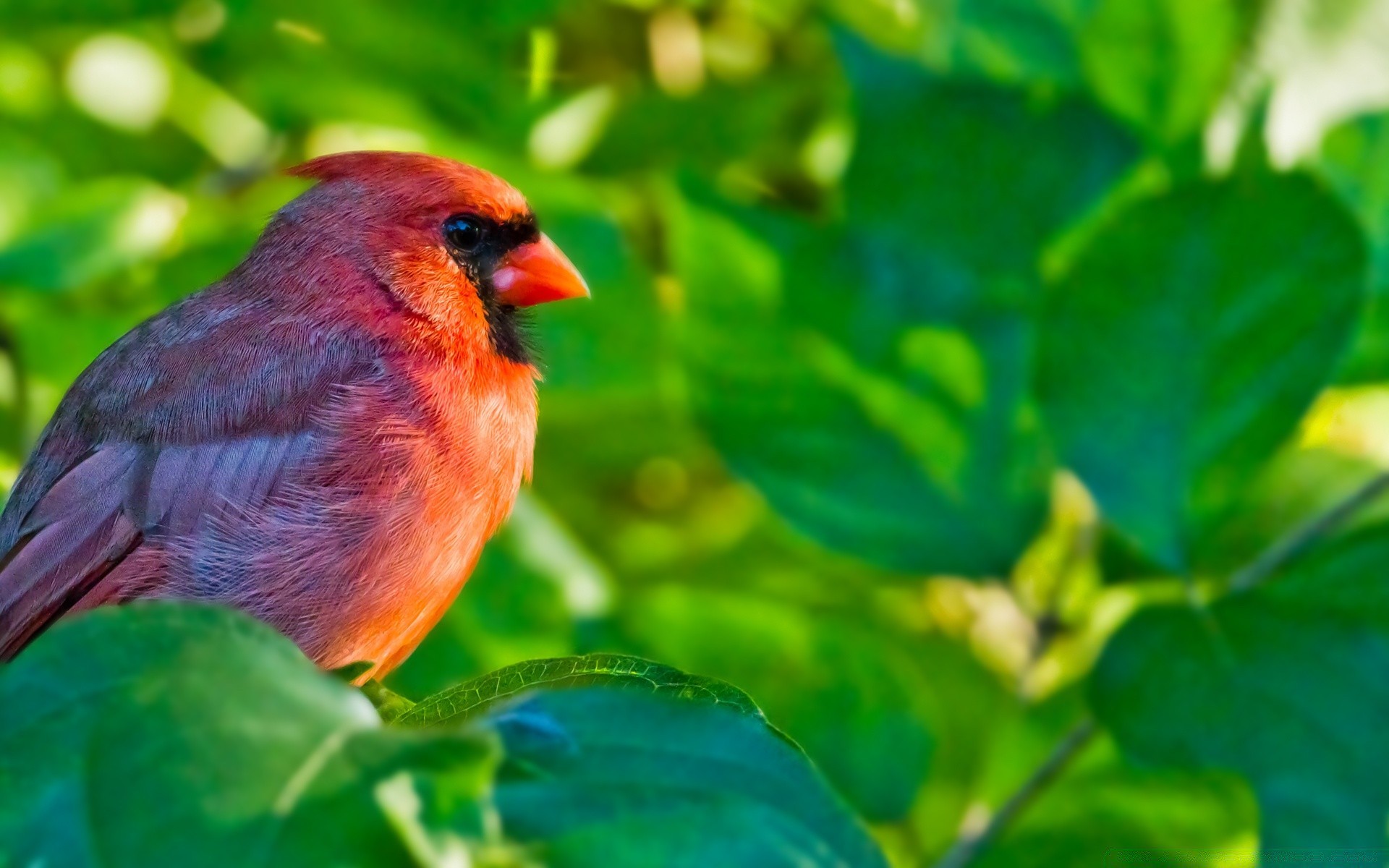 vögel natur blatt im freien vogel sommer tierwelt