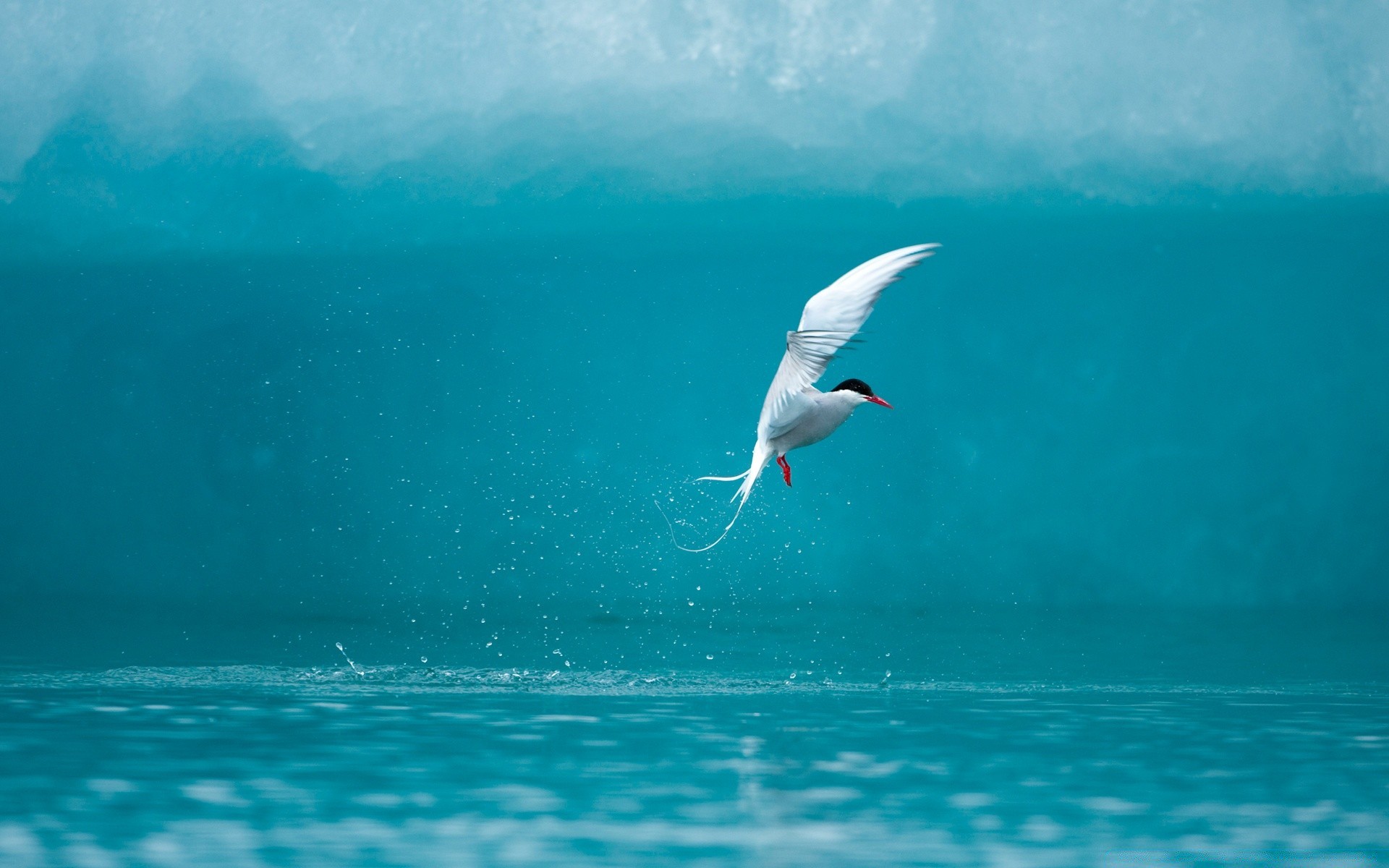 vögel wasser meer ozean vogel natur möwen strand im freien himmel tierwelt sonne sommer