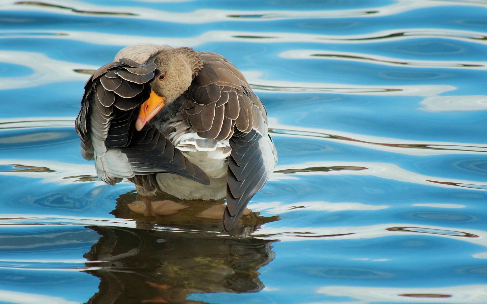 waterfowl bird water nature wildlife swimming animal outdoors duck pool lake wild wing beak