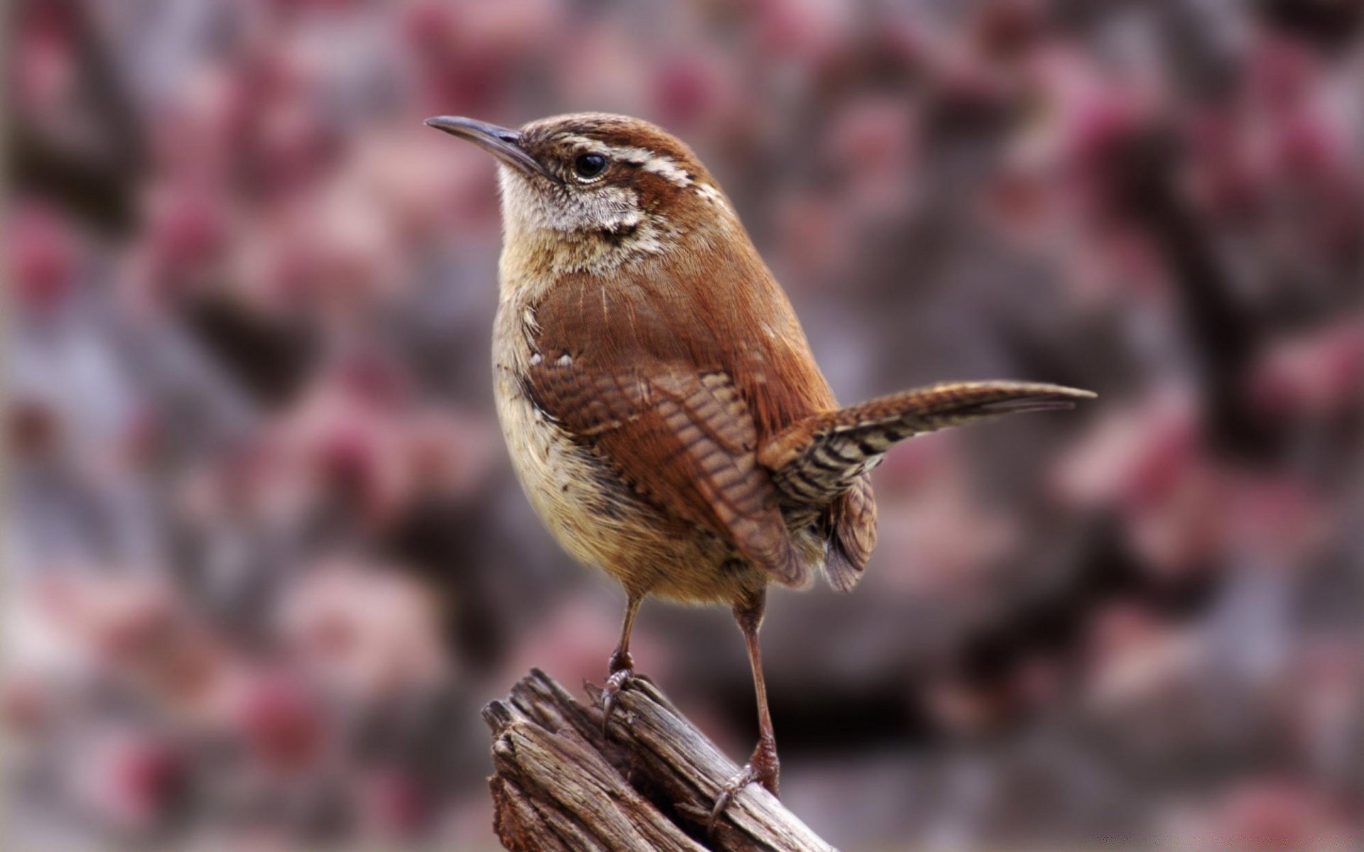 oiseaux faune nature oiseau à l extérieur animal sauvage jardin