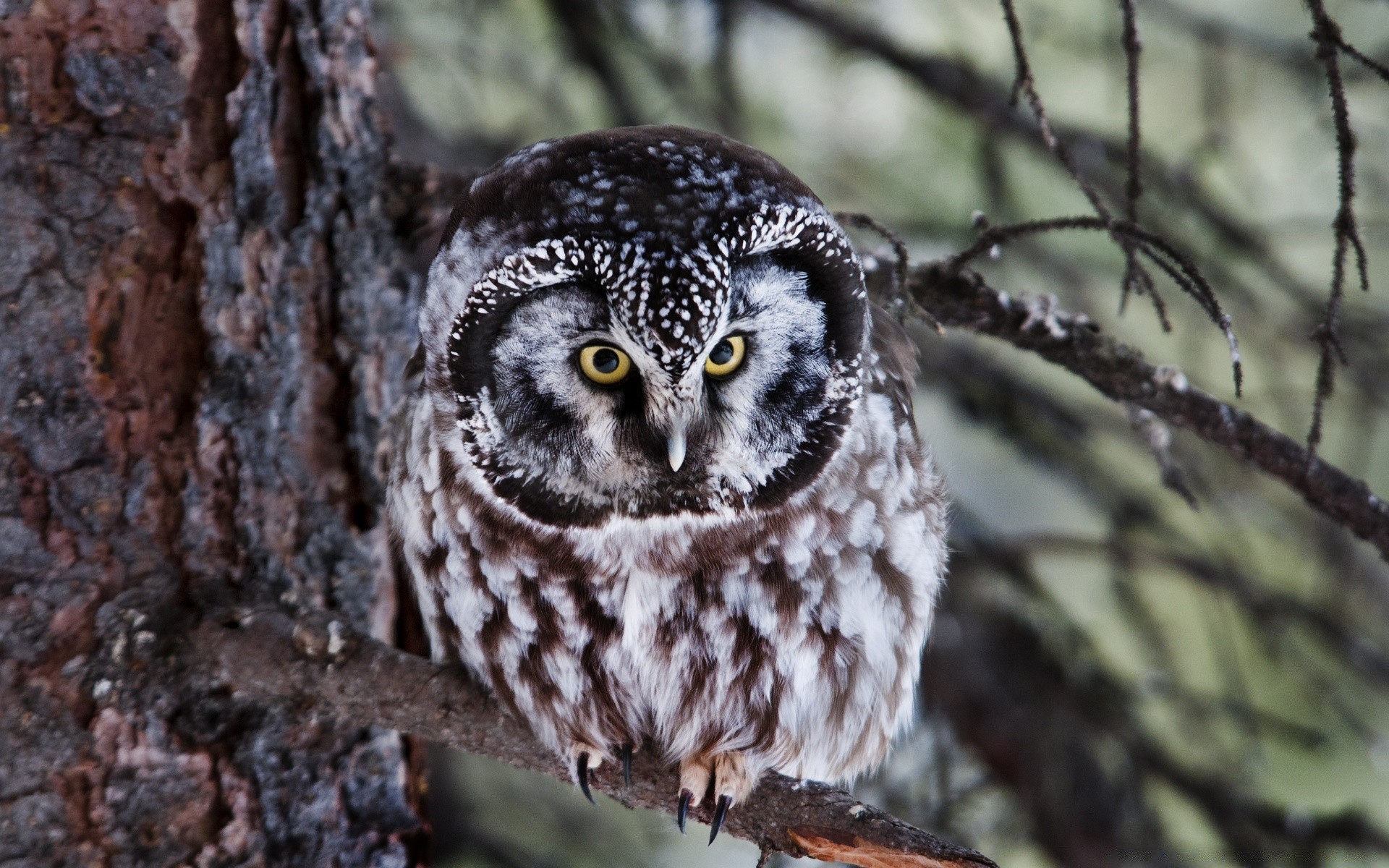 hibou oiseau la faune la nature sauvage animal raptor à l extérieur bec plume bois avian bois proie