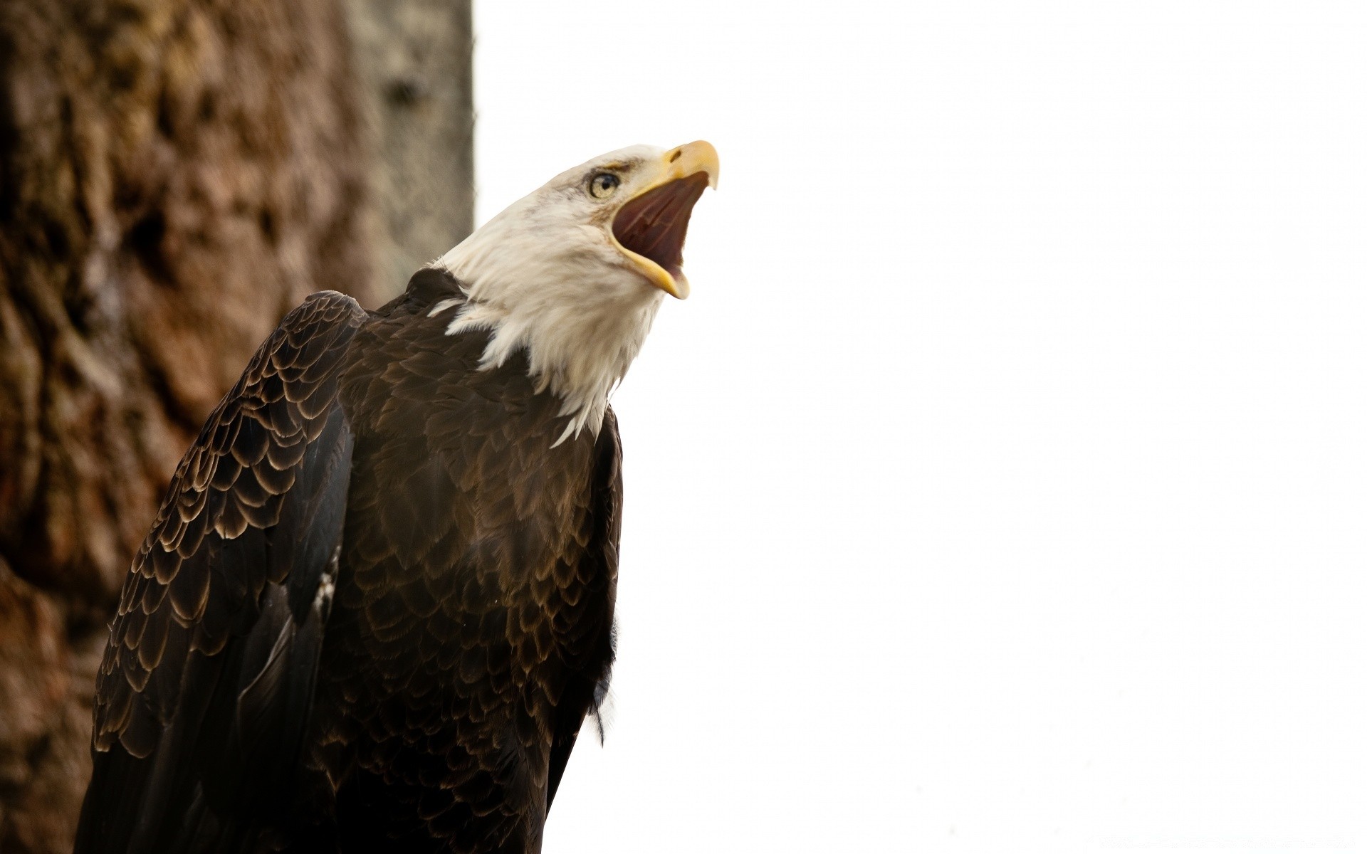 aigle rapace oiseau faune chauve proie pygargue à tête blanche bec nature faucon animal sauvage faucon plume fauconnerie prédateur