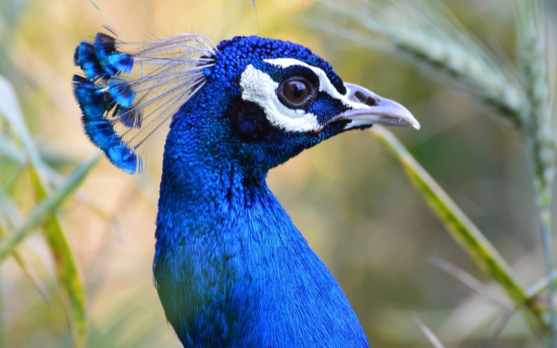 pavão pássaro vida selvagem natureza pena animal aves ao ar livre selvagem cabeça cor bico