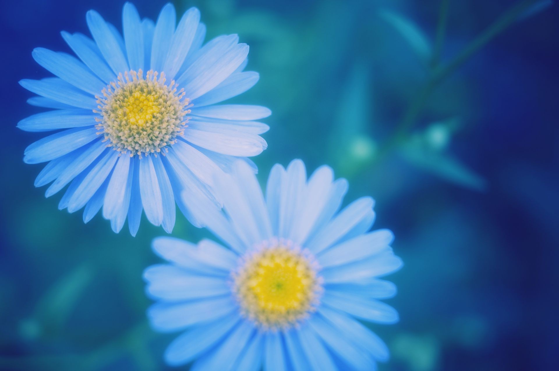 fleurs nature fleur flore été lumineux couleur marguerites pétale saison fraîcheur floral