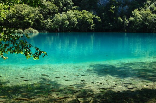 Tropical lake surrounded by forest