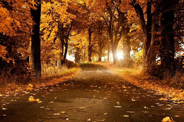 Strada attraverso la foresta autunnale