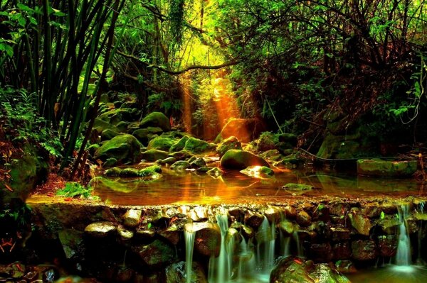 The sun lit up the forest ponds