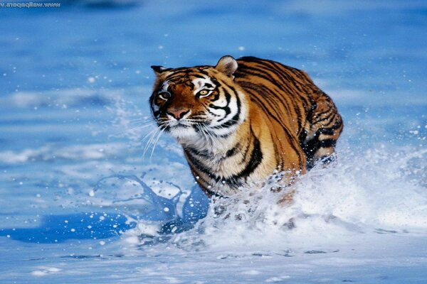 Tigre correndo na neve como na água