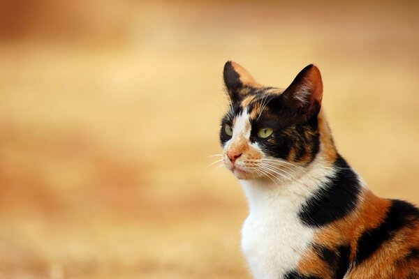 Die Tigerkatze schaut in die Ferne