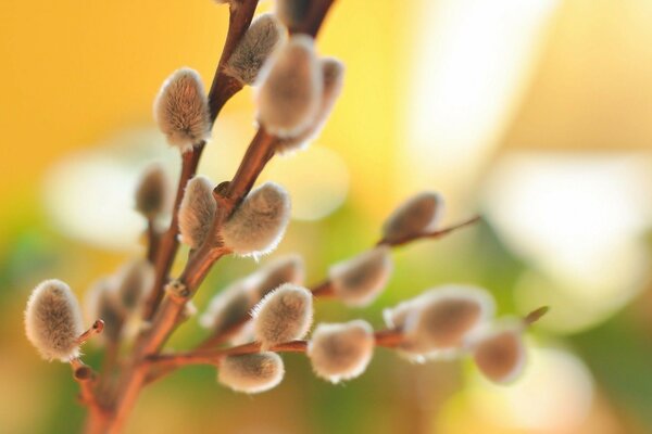 Saule branche de saule fleuri magnifiquement