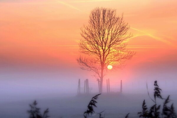 Arbre dans le brouillard sur fond de soleil