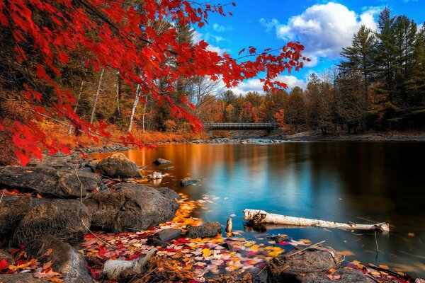 Paesaggio autunnale con stagno e foresta