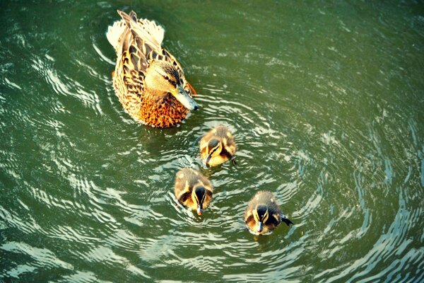 Pato com patinhos na água